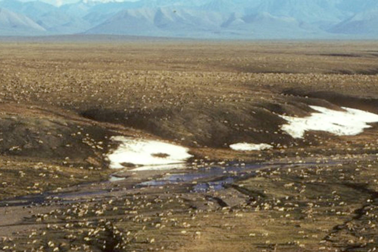 This undated aerial photo provided by U.S. Fish and Wildlife Service shows a herd of caribou on the Arctic National Wildlife Refuge in northeast Alaska. (U.S. Fish and Wildlife Service via AP)