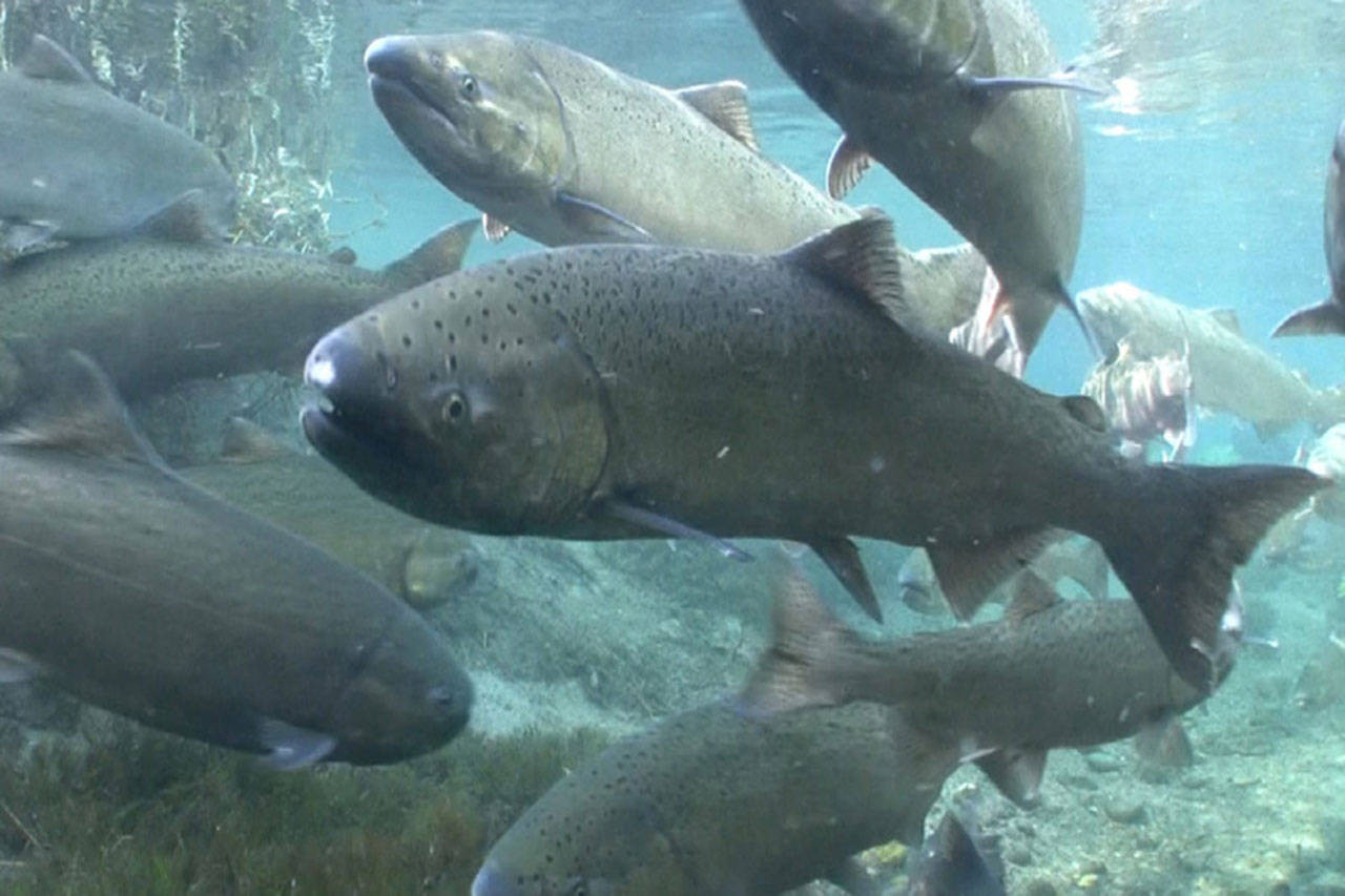 Contributed photo/Michael Humling, U.S. Fish Wildlife Service Spring Chinook Salmon.