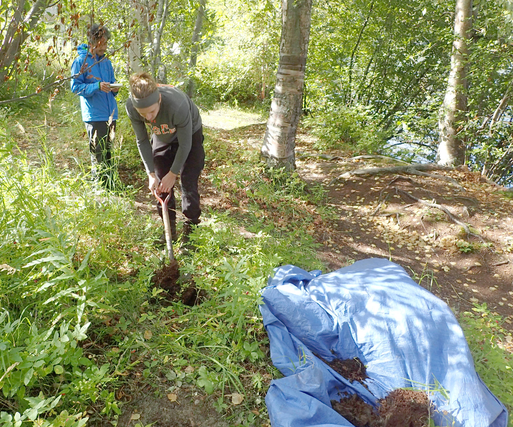 University of Minnesota graduate student Adrian Wackett digs a soil core at Hidden Lake Campground to study the effects of a newly established infestation of night crawlers. (Photo by Kenai National Wildlife Refuge)