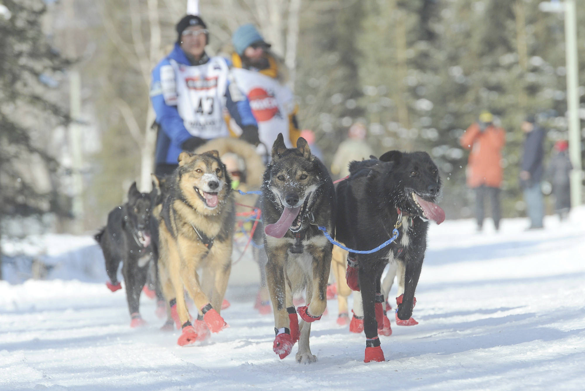 Iditarod musher Mishi Konno runs his team along the trail during the ceremonial start of the Iditarod Trail Sled Dog Race, Saturday in Anchorage. (AP Photo/Michael Dinneen)