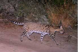 A game camera photo of an ocelot from the Santa Ana National Wildlife Refuge website.