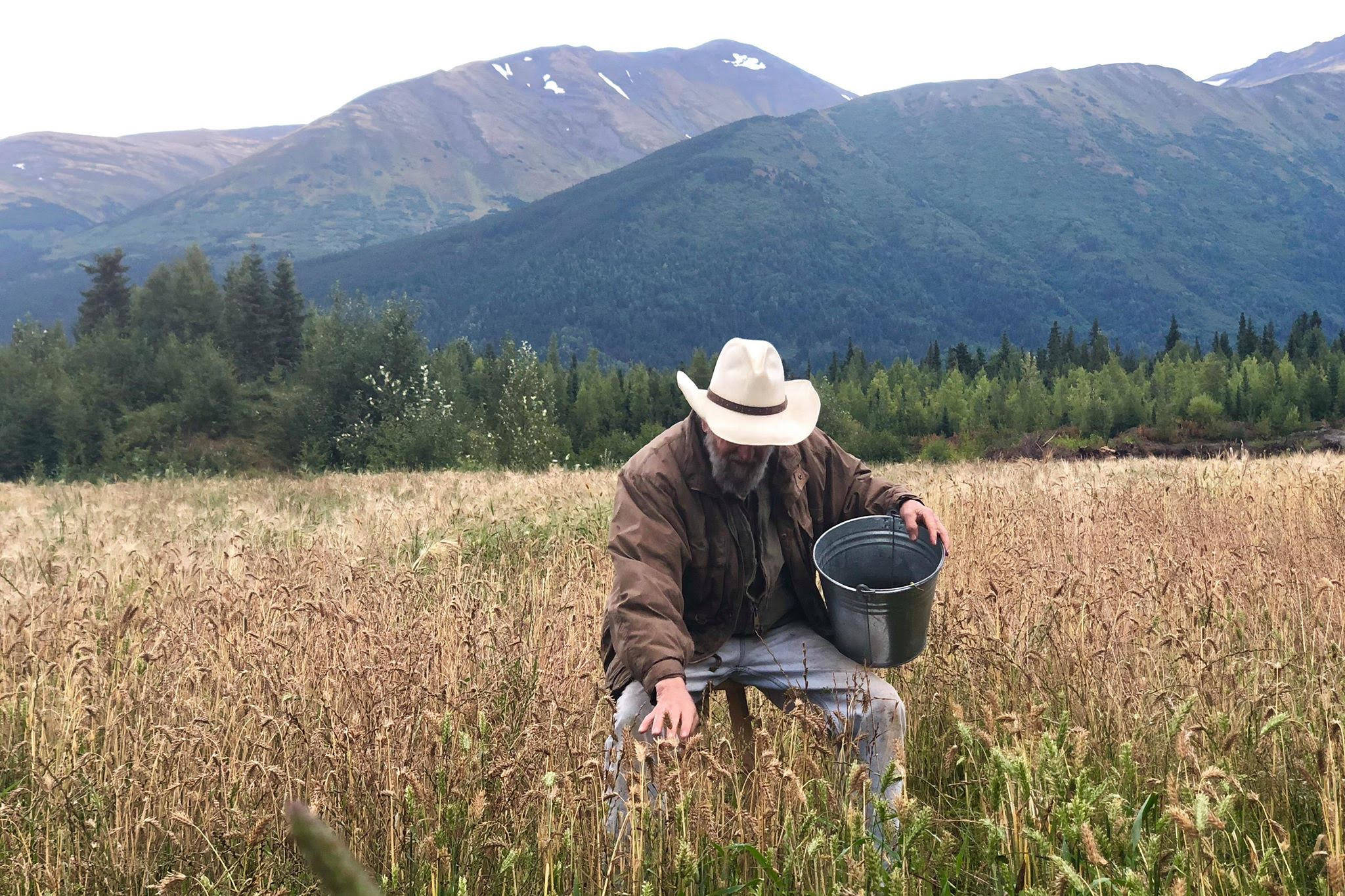 Robert Gibson of Cooper Landing picks barley by hand at a small barley field planted by the Kenai Peninsula Borough in a vacant gravel pit on Friday, Aug. 31, 2018, in Cooper Landing, Alaska. Gibson uses three different methods to pick the barley, including using a scythe and a hand sickle. (Photo by Victoria Petersen/Peninsula Clarion)