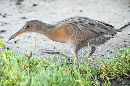 Refuge notebook: 2 refuges on the Pacific Flyway share similarities, differences