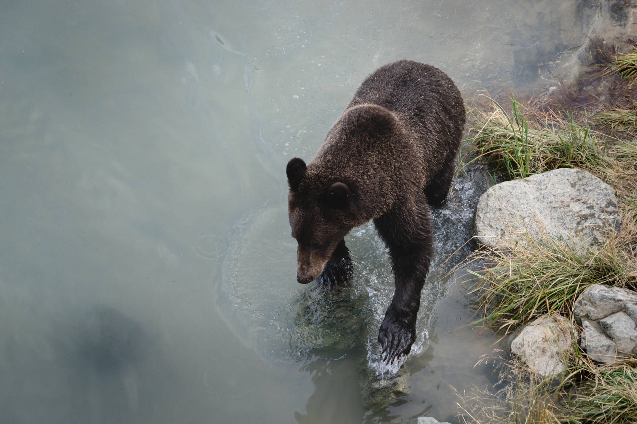A brown bear wades through water the in Chilkat Valley. (Courtesy Photo | Adam Saraceno)