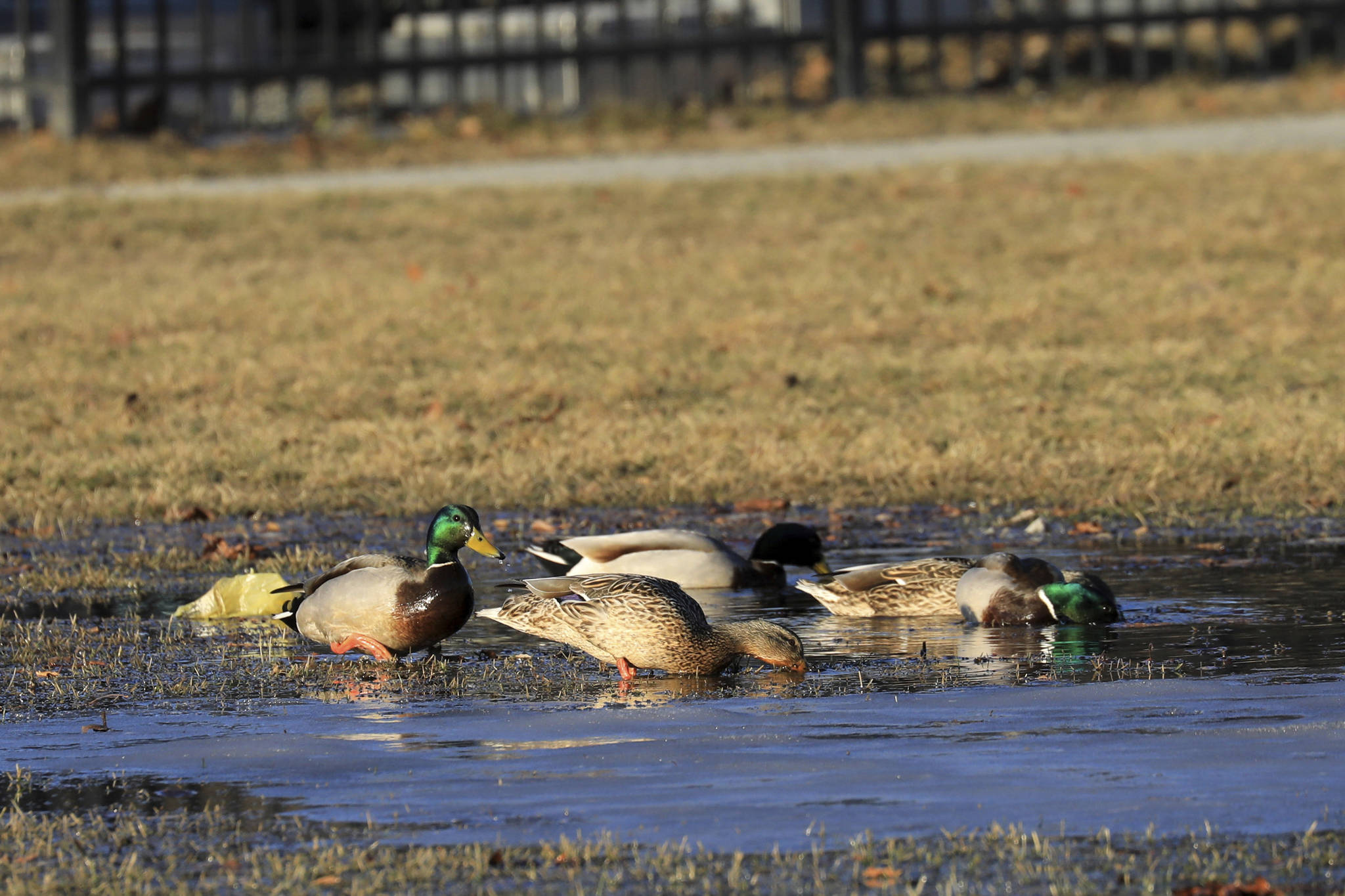 In this Wednesday April, 3, 2019 photo Mallards feed in a puddle of melted snow on the Delaney Park Strip ,in Anchorage. Much of Anchorage’s snow disappeared as Alaska experienced unseasonably warm weather in March. (AP Photo/Dan Joling)