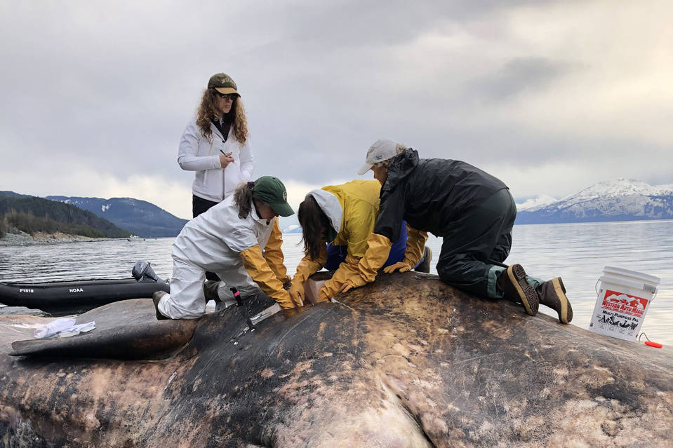 Beached whale offers scientific opportunity