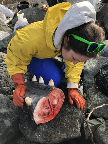The team collected the whale’s teeth to determine age, blubber to check for contaminants, and a variety of tissue samples to enable future studies, and understand factors that contributed to the whale’s death. (Courtesy photo | Johanna Vollenweider, NOAA)