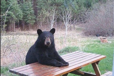 A bear sits at a picnic table in this undated file photo. (File)