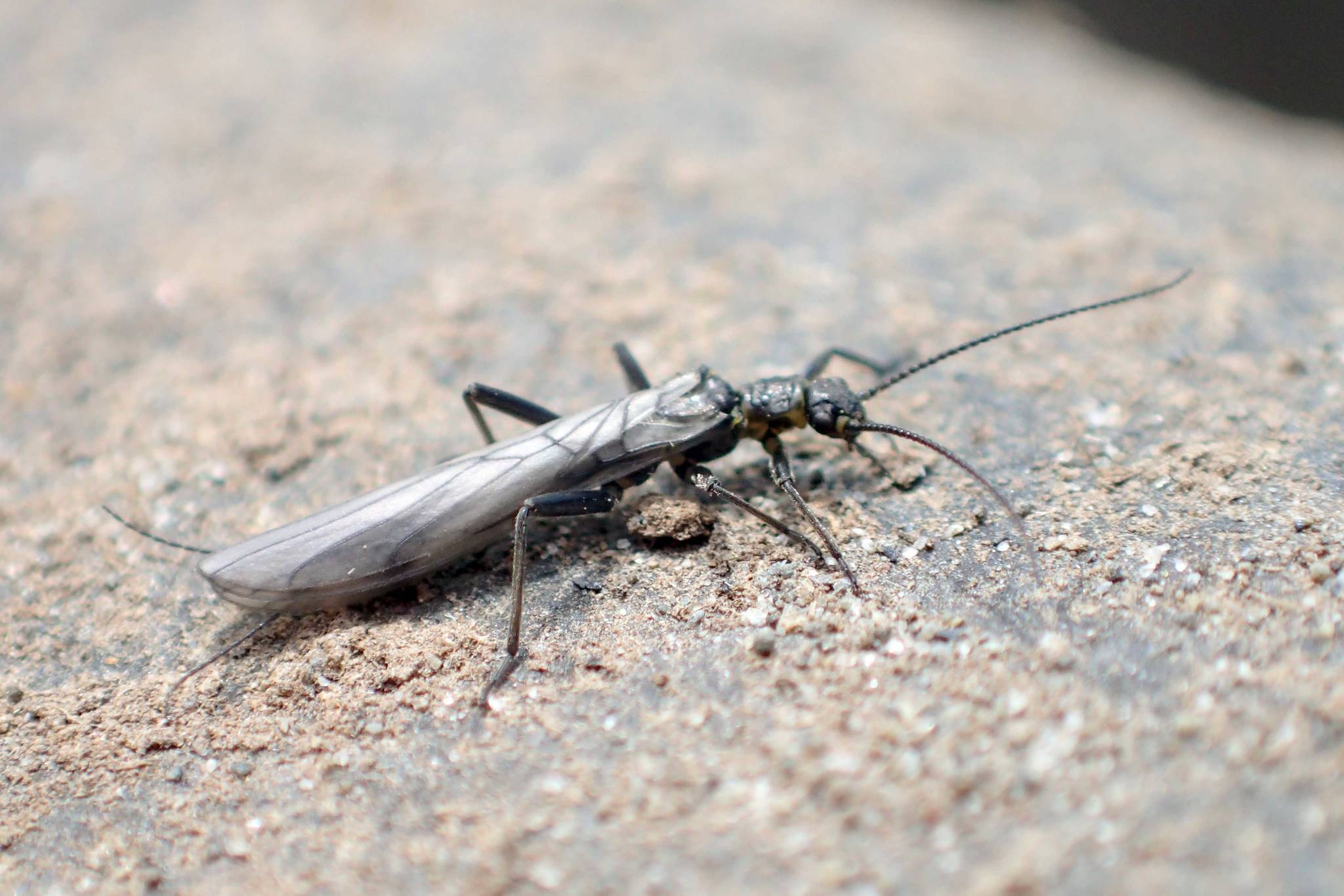A Columbian snowfly recently emerged from the Kenai River at Soldotna Creek Park on March 29, 2019, in Soldotna, Alaska. (Photo by Matt Bowser/USFWS)