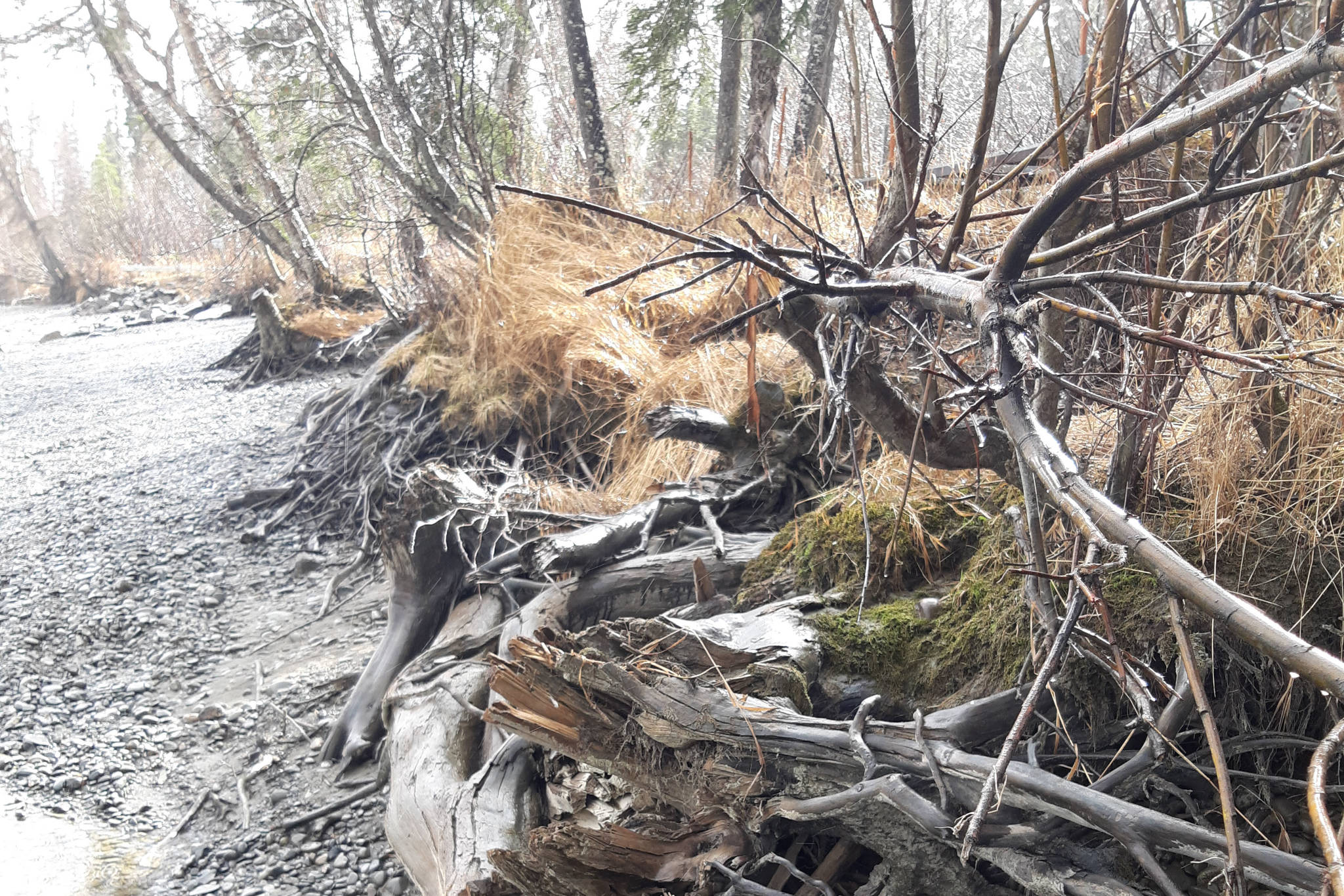 Spruce trees that were placed along the Kenai River for revetment several years ago are seen here in Kenai, Alaska on April 12, 2019. (Photo by Brian Mazurek/Peninsula Clarion)