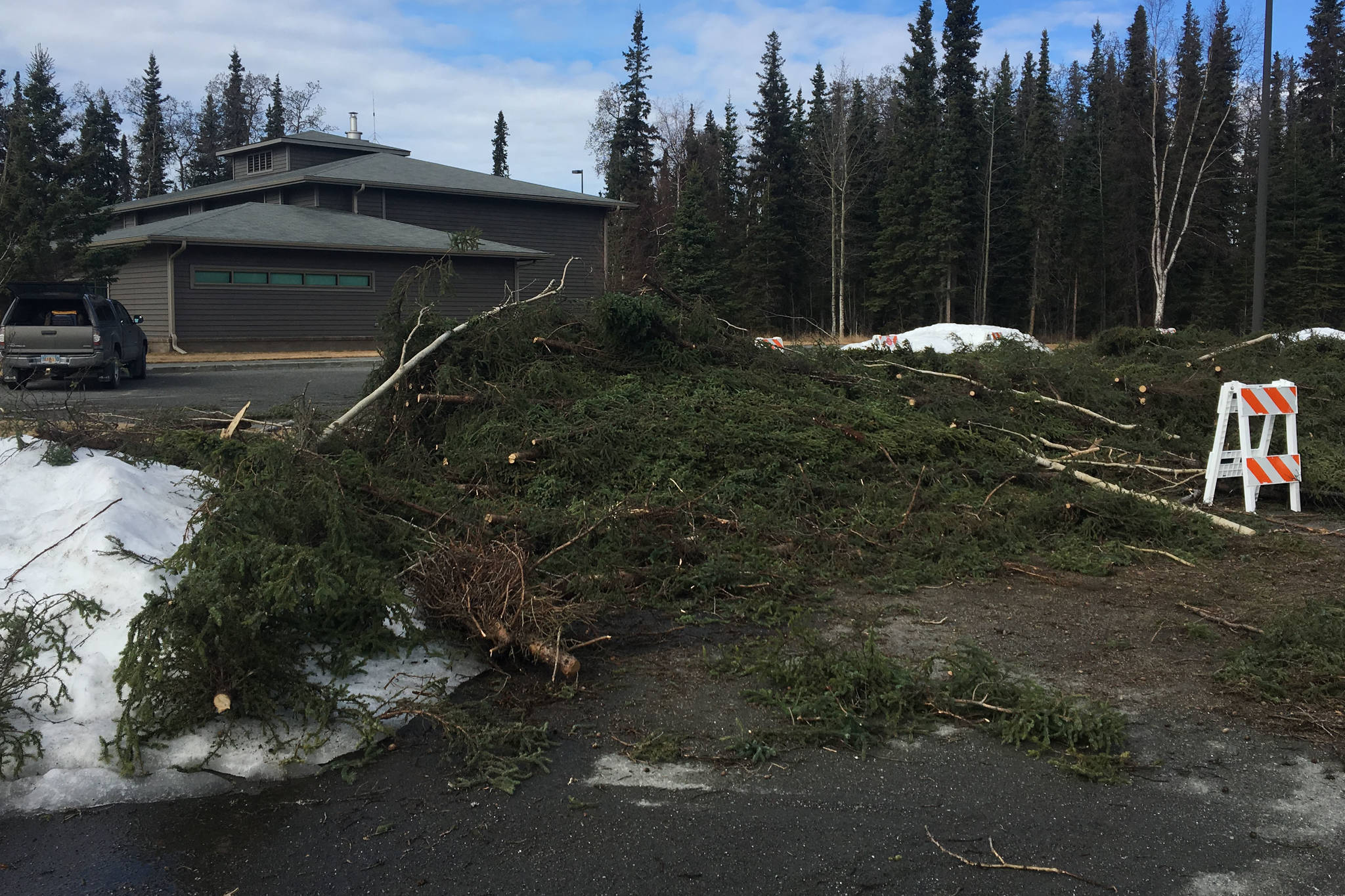 Felled spruce trees wait to be picked up by property owners and used for revetment purposes outside of the Kenai River Center in Kenai, Alaska on April 9, 2019. (Photo courtesy of Mike Hill/USFWS)