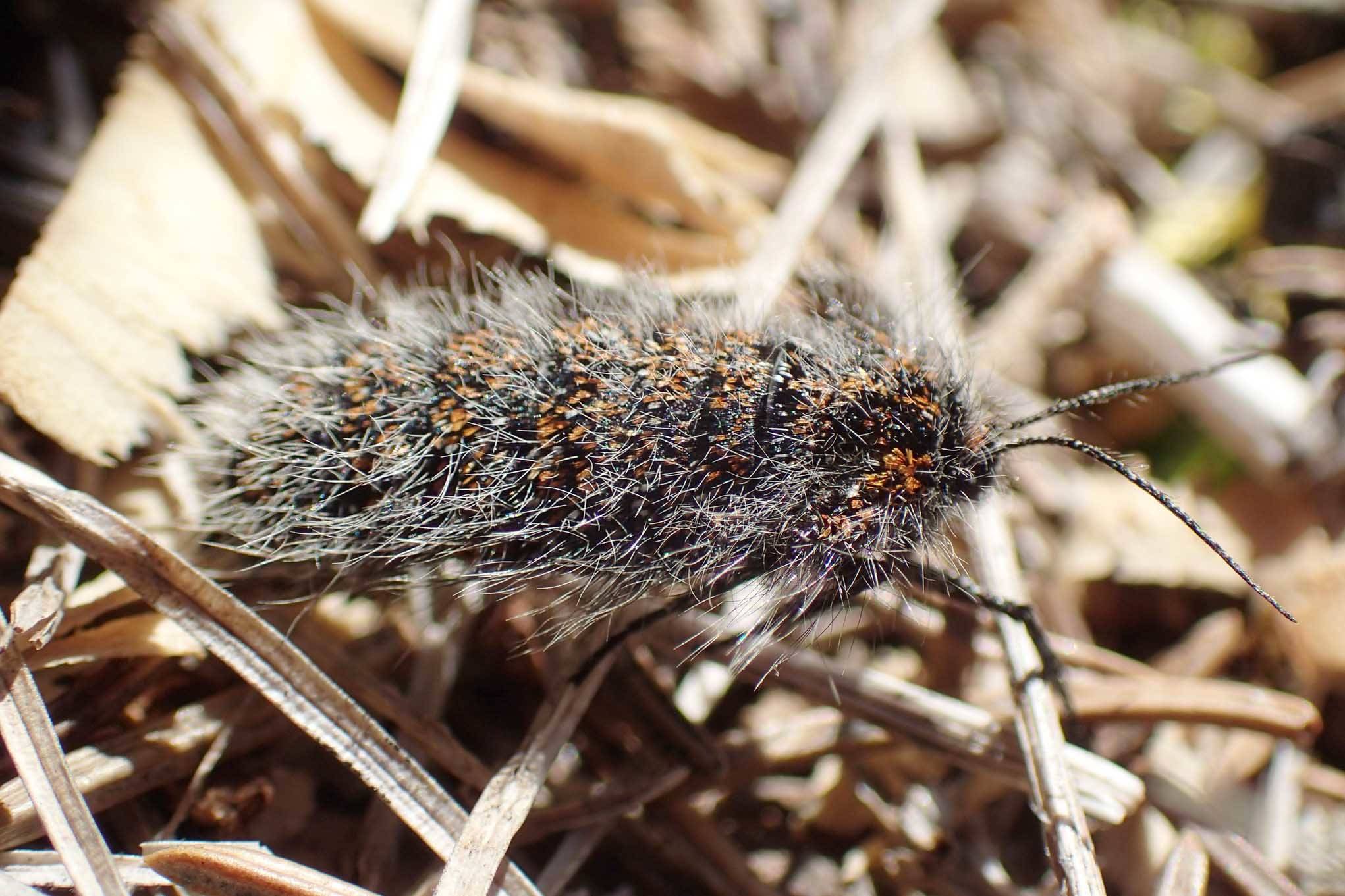 A photo submitted to iNaturalist showing a female Lycia rachelae on April 7, 2016. This is one of only a few species of moths where the female is flightless. (Photo by Matt Bowser/USFWS).