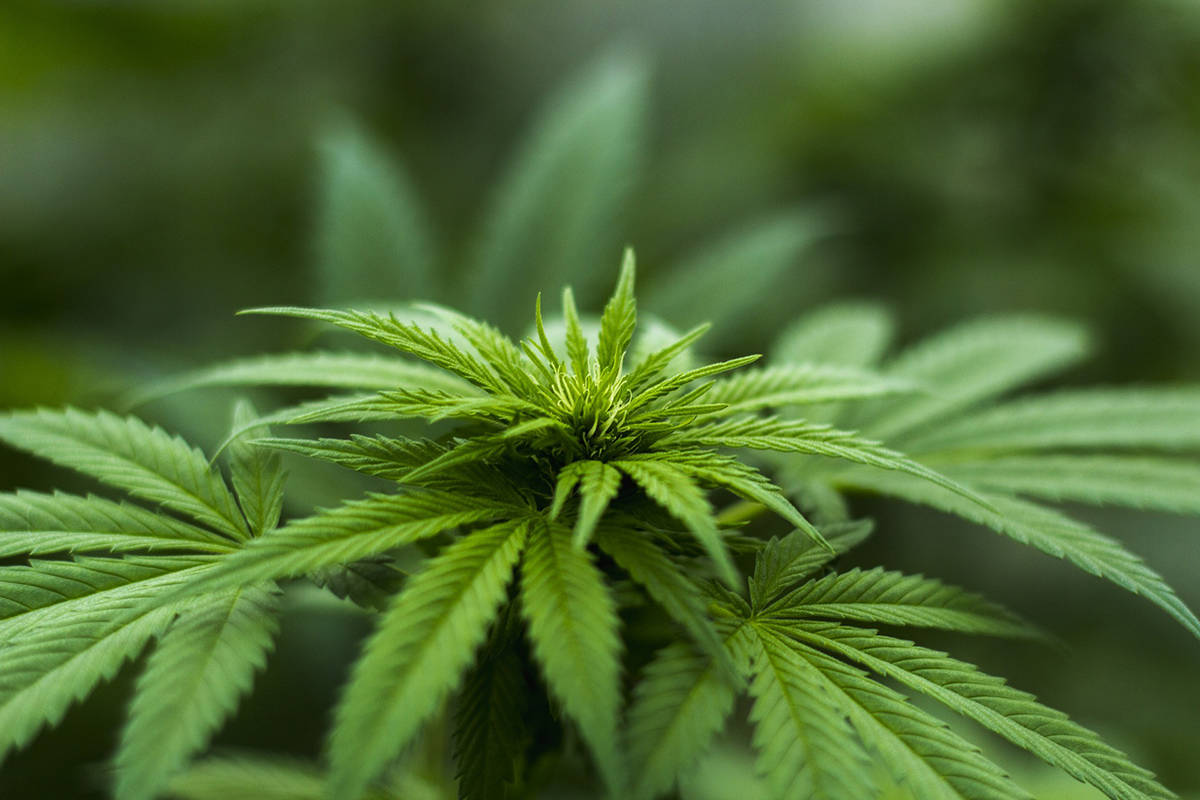 Kenai City Council votes down onsite marijuana use