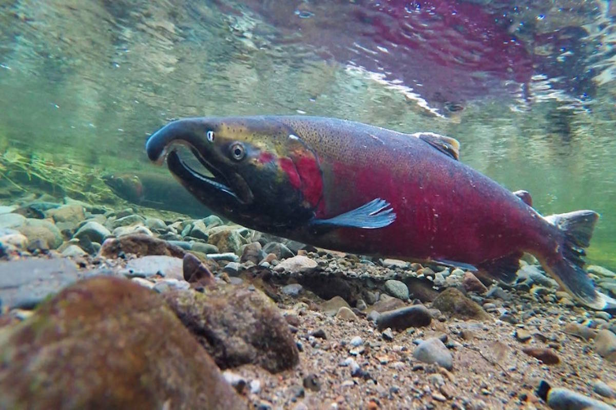 Kenai approves funding for river bacteria testing