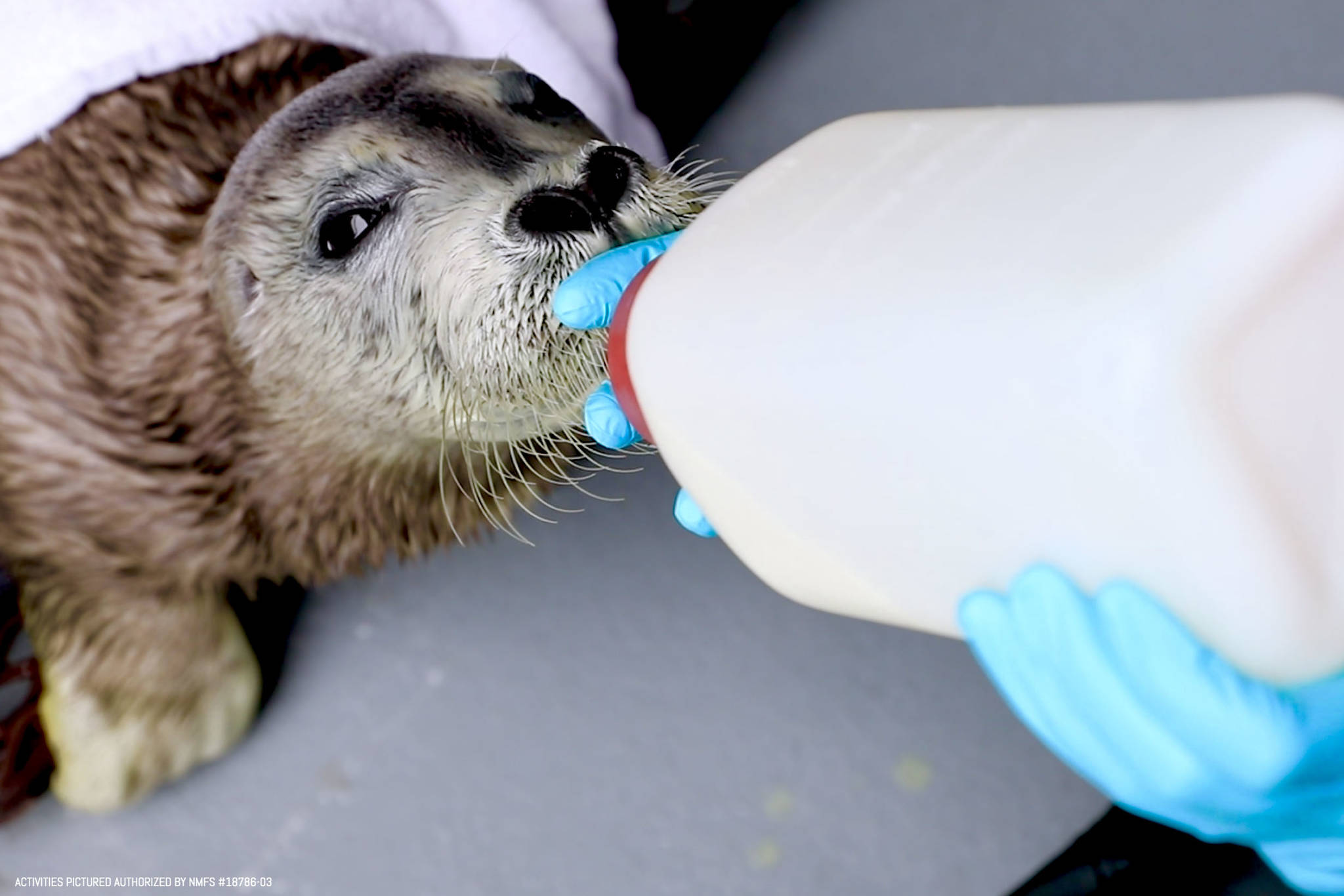 Staff from the Alaska SeaLife Center in Seward, Alaska feed a newborn bearded seal pup that was rescued on April 13, 2019 in this undated photo. (Photo courtesy of Chloe Rossman/Alaska SeaLife Center)