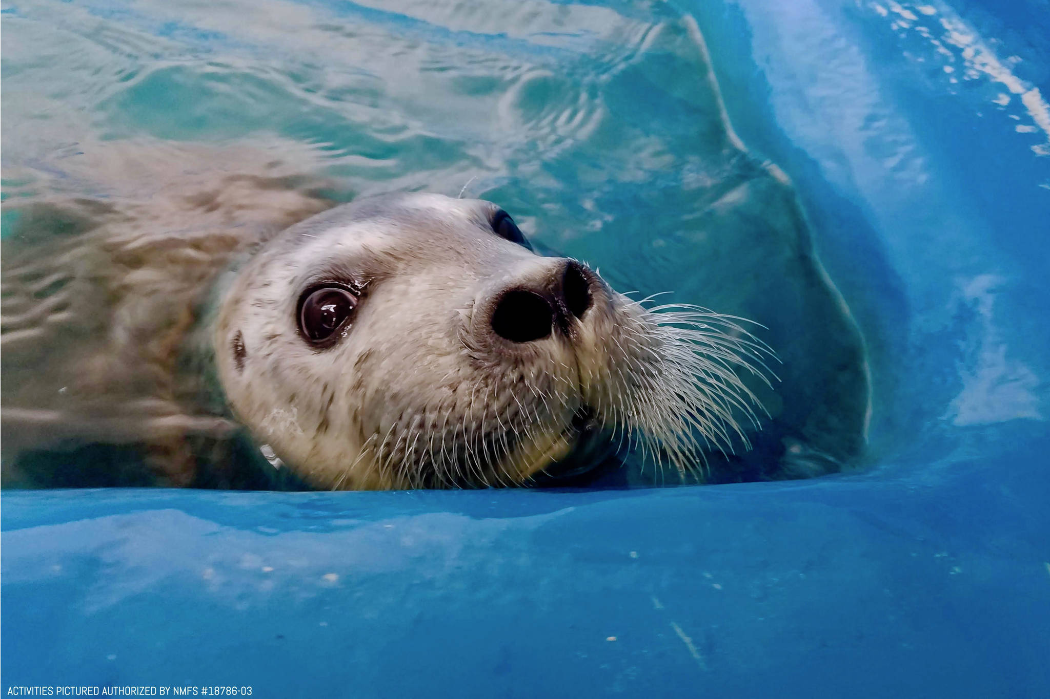 A newborn bearded seal pup that was rescued on April 13, 2019 is seen here at the Alaska SeaLife Center in Seward, Alaska in this undated photo. (Photo courtesy of Chloe Rossman/Alaska SeaLife Center)