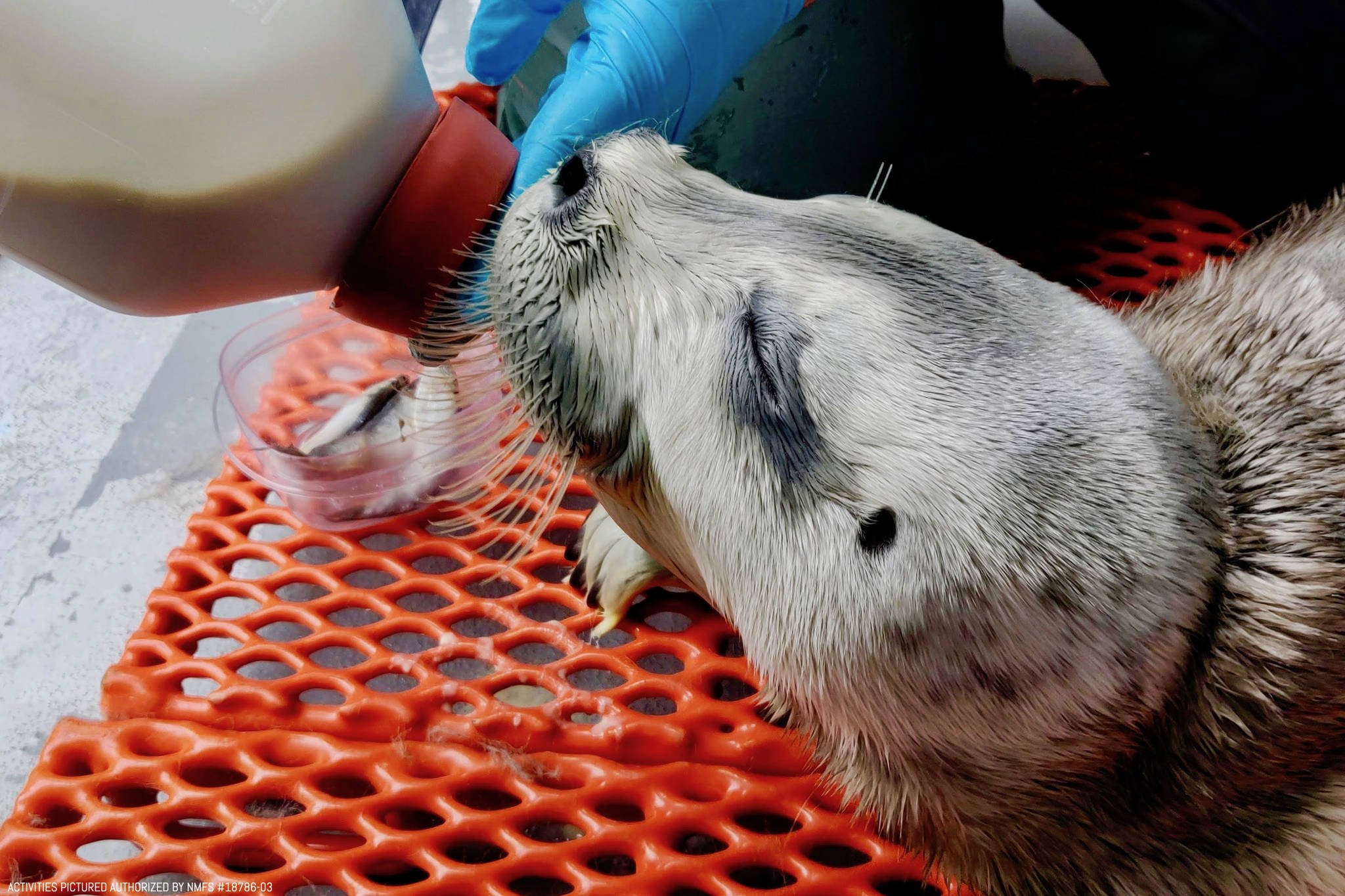 Staff from the Alaska SeaLife Center in Seward, Alaska feed a newborn bearded seal pup that was rescued on April 13, 2019 in this undated photo. (Photo courtesy of Chloe Rossman/Alaska SeaLife Center)
