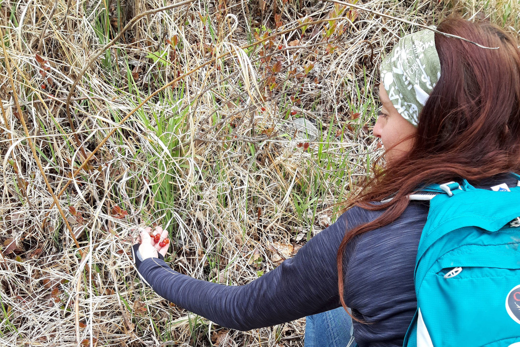 Tiffany Brand identifies some low bush cranberries along the vista trail at the Upper Skilak Lake Campground in Alaska on Saturday, May 11, 2019. (Photo by Brian Mazurek/Peninsula Clarion)