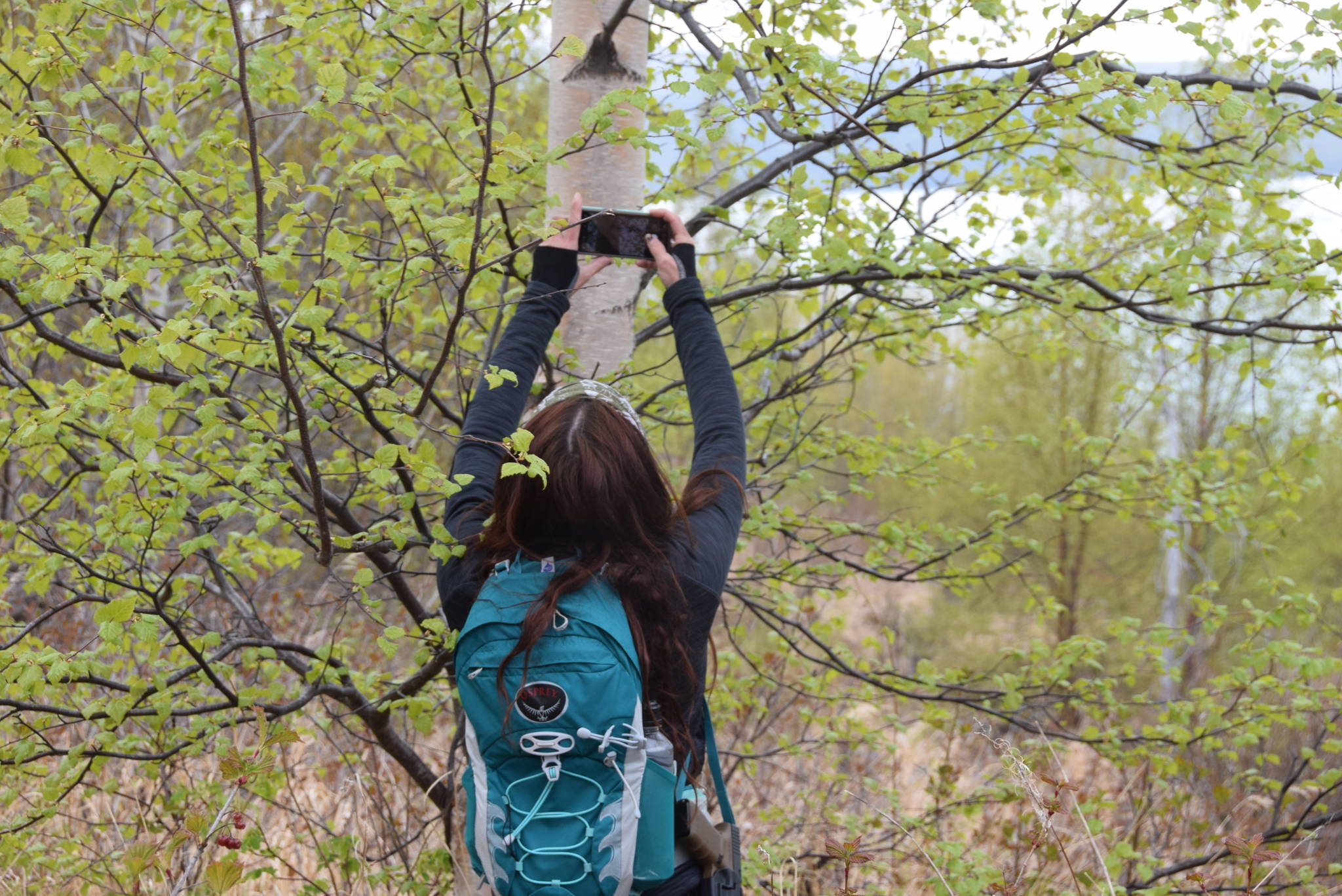 Tiffany Brand adds a photo to her personal collection while hiking the vista trail at the Upper Skilak Lake Campground in Alaska on Saturday, May 11, 2019. (Photo by Brian Mazurek/Peninsula Clarion)