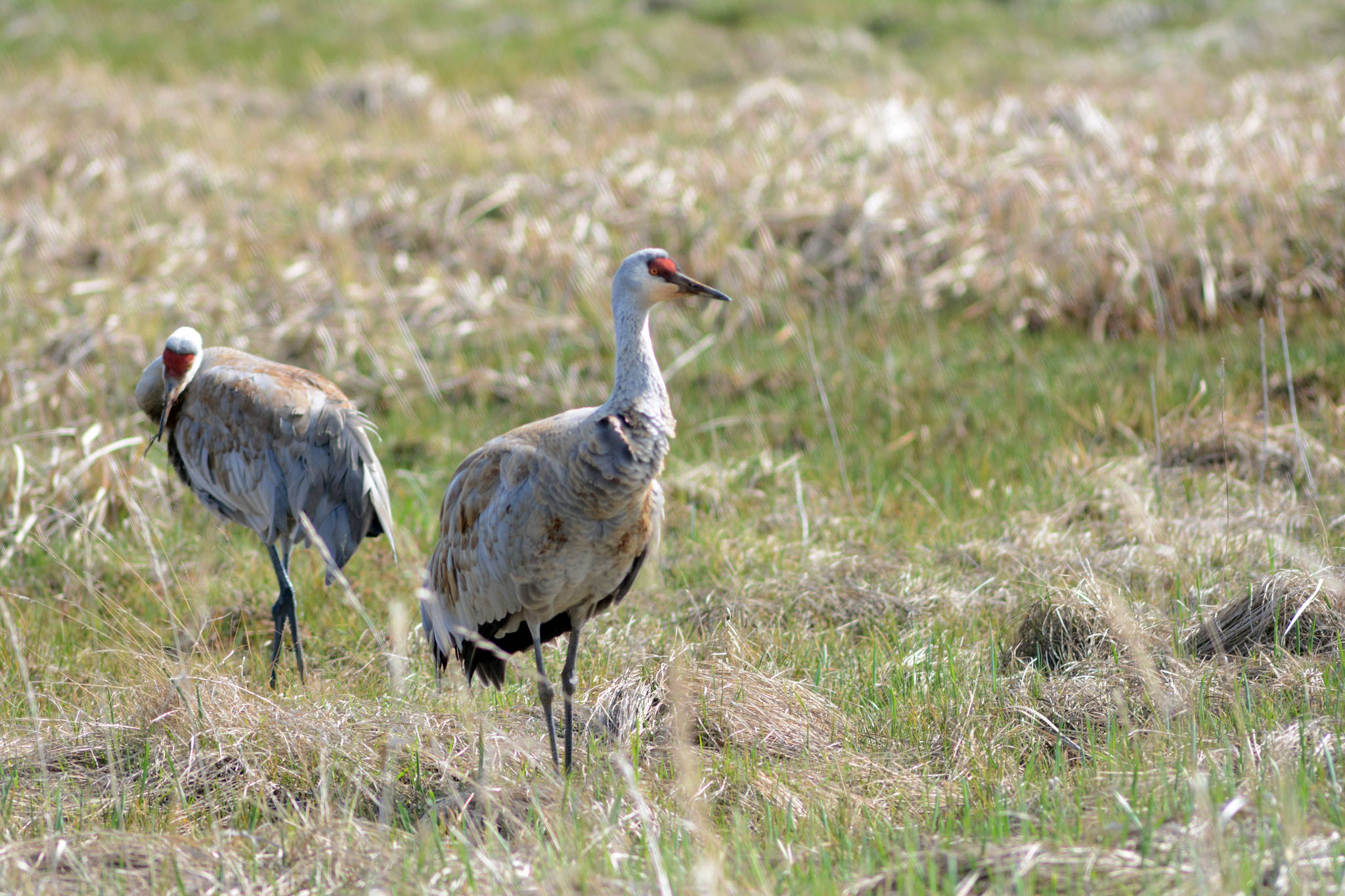 Sandhill cranes feed in Beluga Slough on May 11, 2019, in Homer, Alaska. (Photo by Michael Armstrong/Homer News)