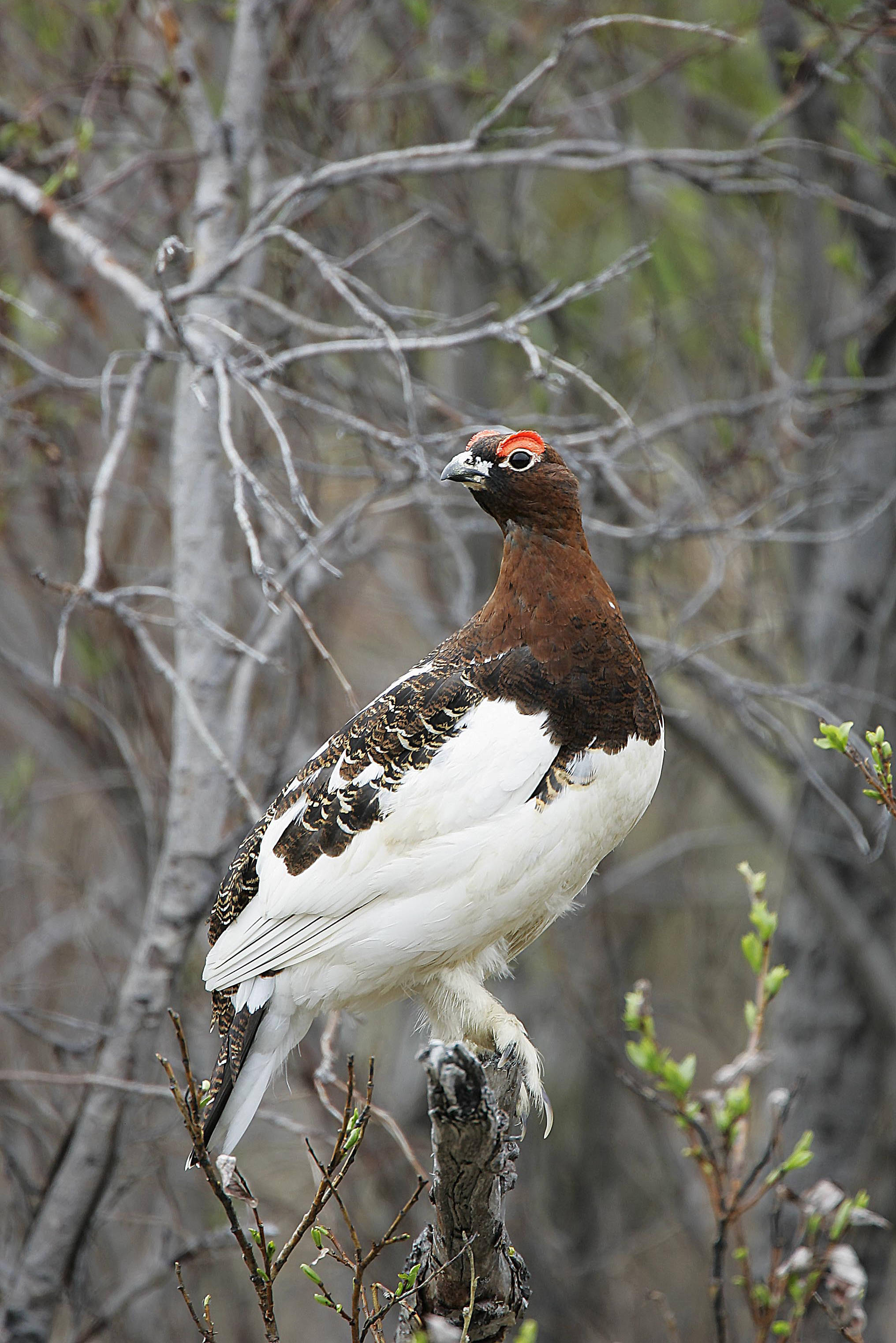 Alaska’s state bird, the willow ptarmigan, does not occur in any state other than Alaska. (Photo by Ted Swem, USFWS)