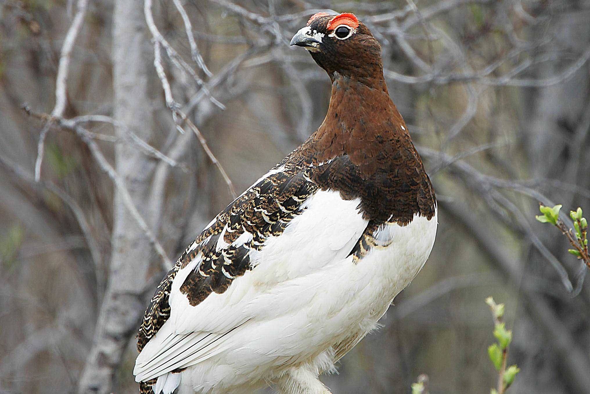 Refuge notebook: Alaska’s state bird is one of a kind