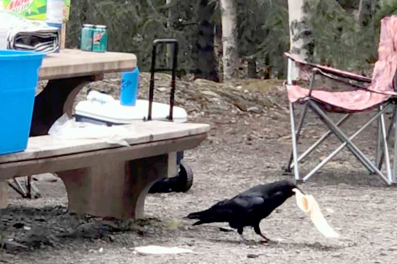 A raven flies off with a couple of tortillas in Hidden Lake Campground. (Photo by Amber Kraxberger-Linson/Kenai National Wildlife Refuge)