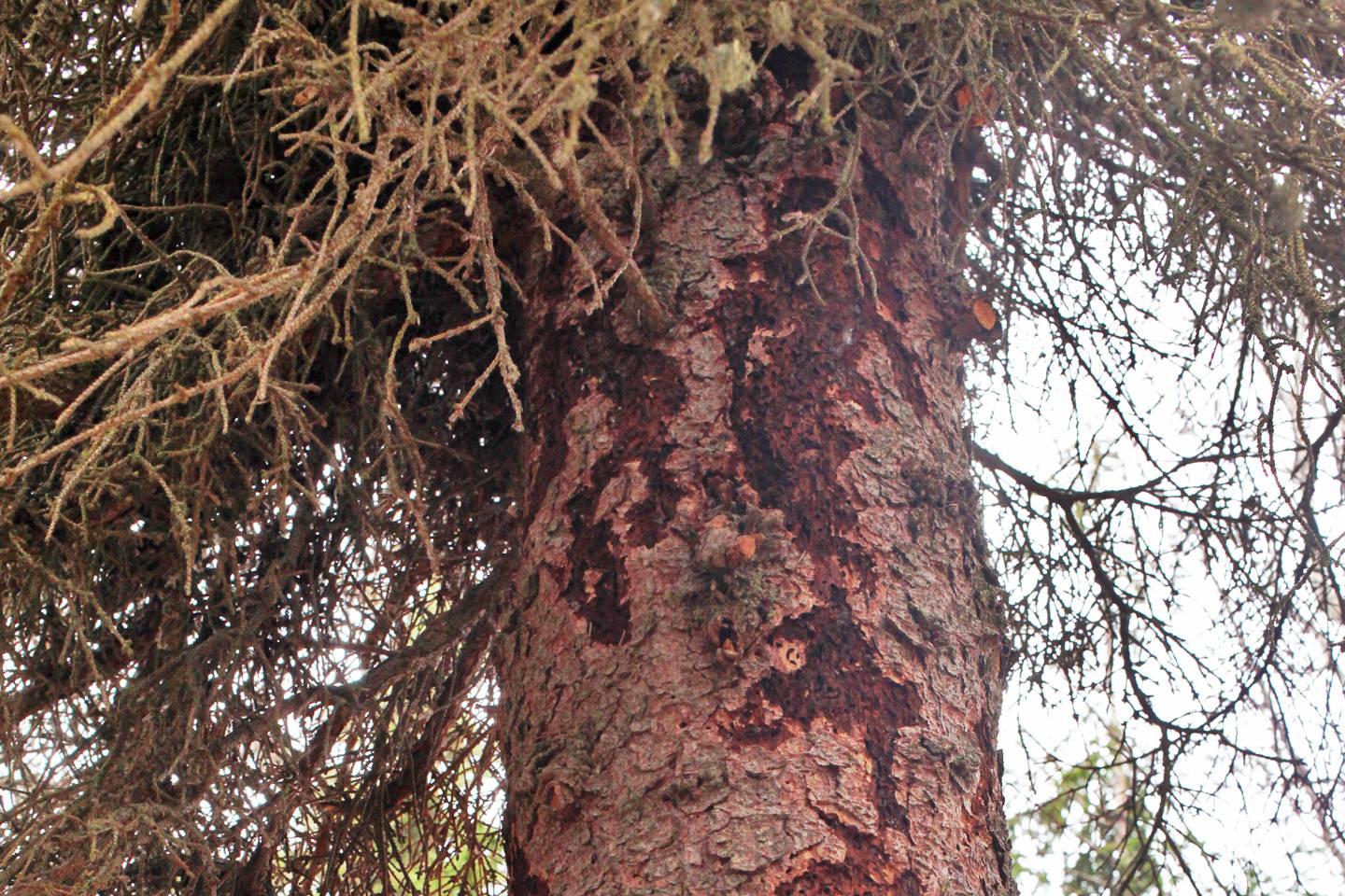 A spruce tree showing heavy damage from spruce bark beetles stands on Saturday, April 28, 2018 in Kenai, Alaska. (Ben Boetttger/Peninsula Clarion file)
