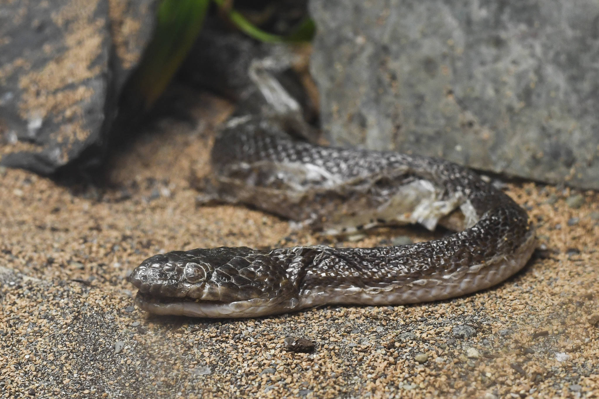 Skulls, scales and pull tabs: The life of a rock ‘n’ roll bar snake