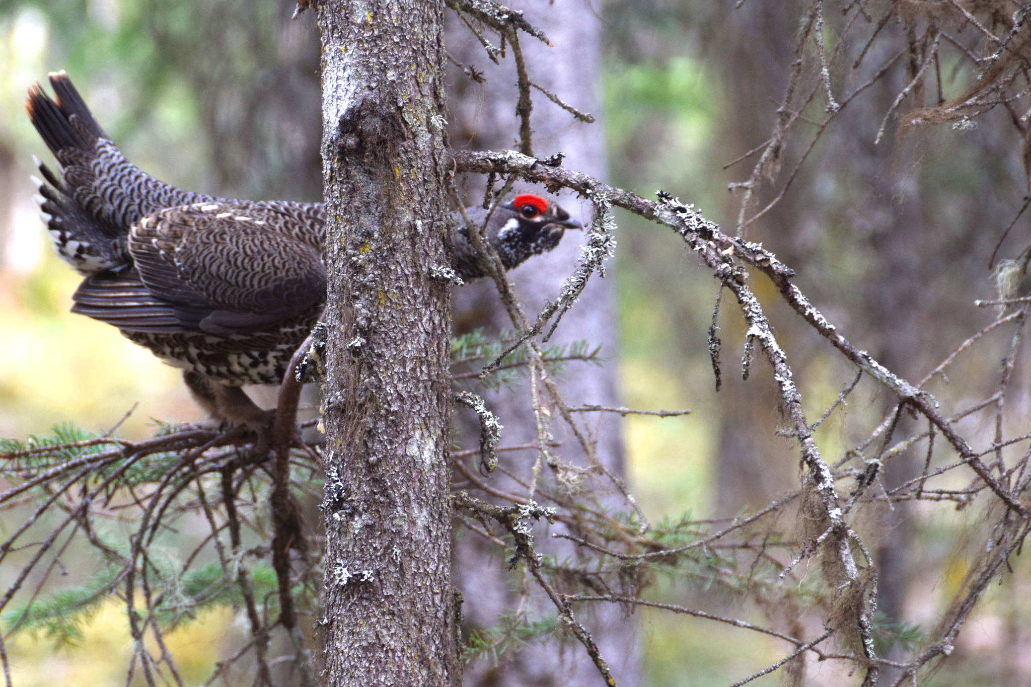 A spruce grouse, colloquially known as a “road chicken,” eyes the camera while perched along the Resurrection Pass Trail in Cooper Landing, Alaska, on April 29, 2019. (Photo by Brian Mazurek/Peninsula Clarion)