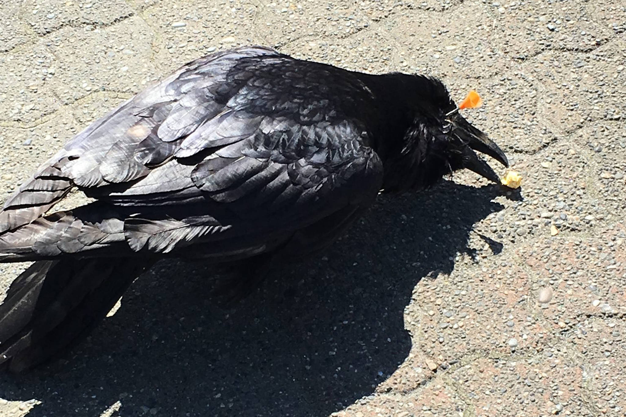 A raven with a blow dart through his eye is pictured on May 12. (Courtesy photo | Jacqueline Androsko)