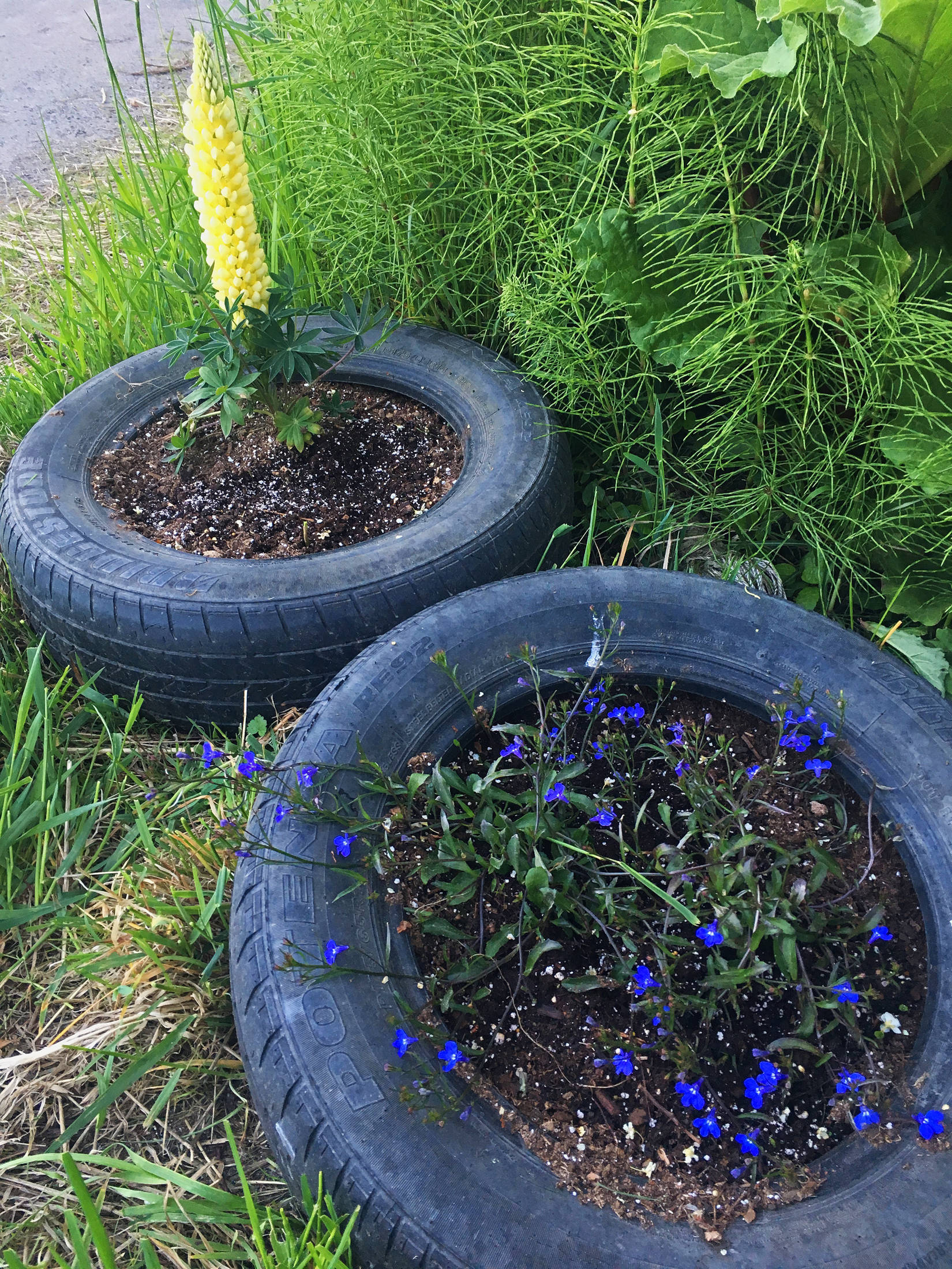 Flowers bloom in the makeshift garden of the author on June 3, 2019 in Fritz Creek, Alaska. (Photo by Megan Pacer/Homer News)