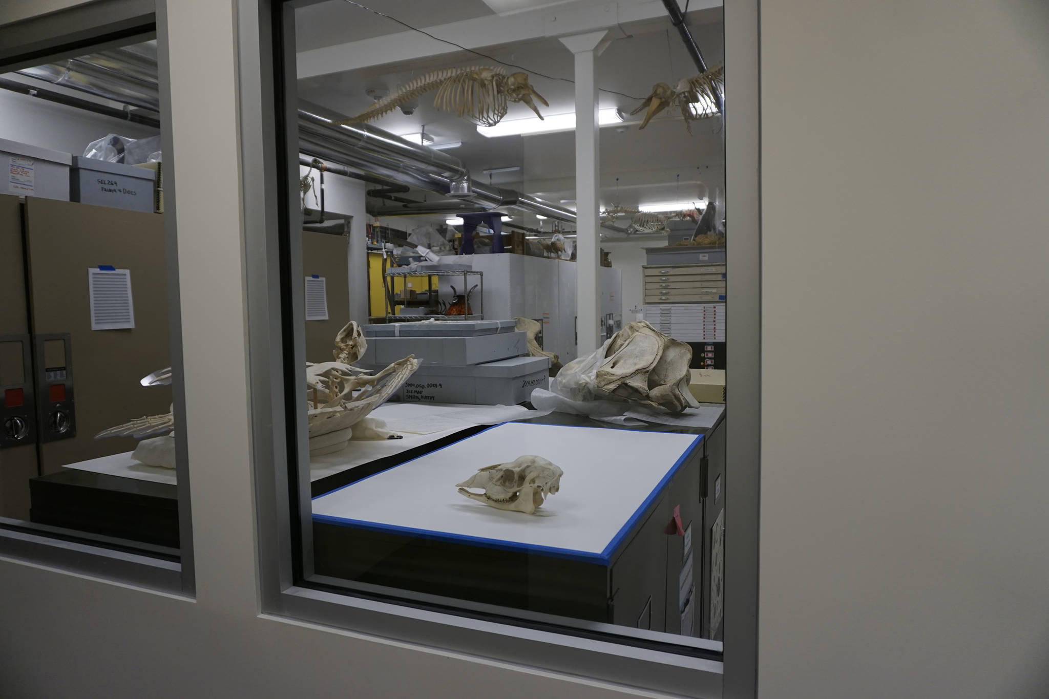 Windows into the Pratt Museum collections area allow visitors to look into the area without disturbing delicate artifacts, as seen on May 28, 2019, in Homer, Alaska. (Photo by MIchael Armstrong/Homer News)
