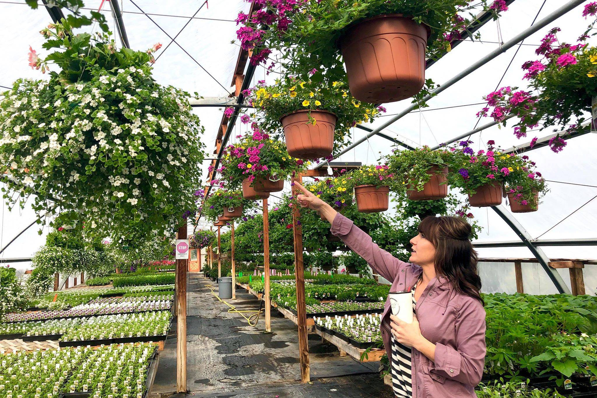 Jessica Henry points to one of the many flower baskets made at Trinity Greenhouse, which are some of the business’s bestsellers, on Monday, June 3, 2019, near Kenai, Alaska. (Photo by Victoria Petersen/Peninsula Clarion)