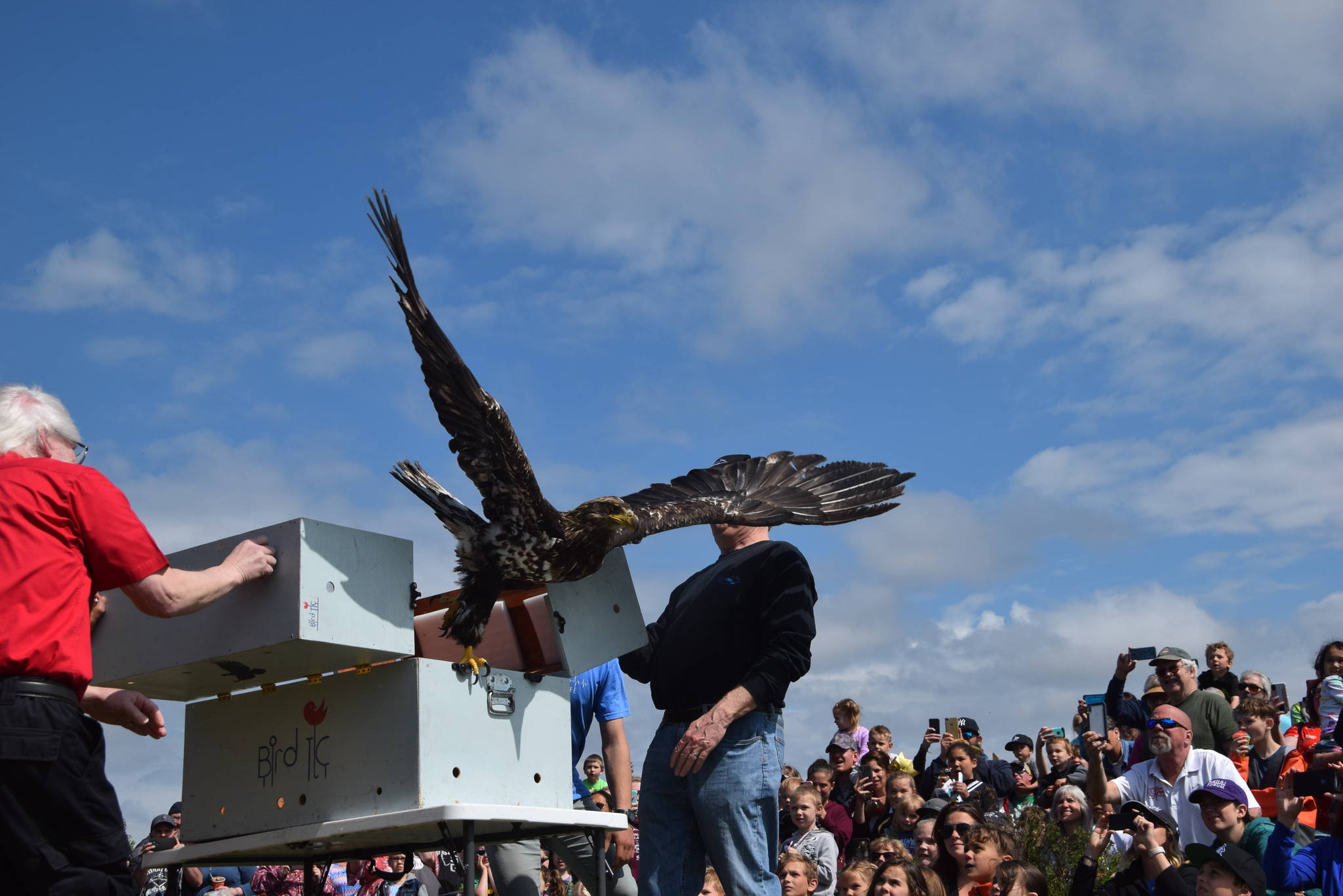 A juvenile bald eagle that was rehabilitated by the Bird Treatment and Learning Center is released into the wild during the Kenai River Festival at Soldotna Creek Park in Soldotna, Alaska on June 8, 2019. (Photo by Brian Mazurek/Peninsula Clarion)