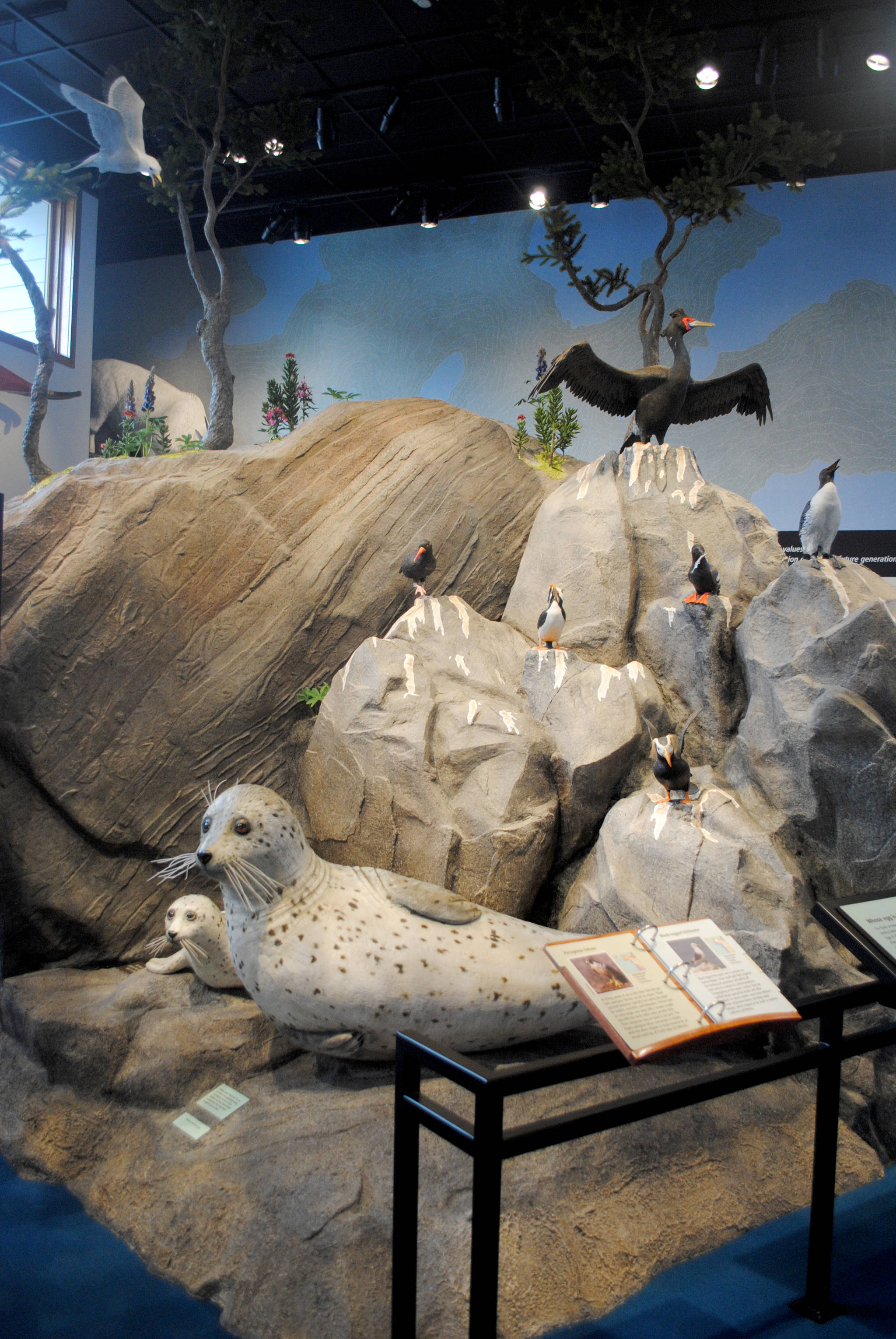 The newly renovated Kenai Fjords National Park visitor center exhibit displays different wildlife that can be found in the park. (Photo by Kat Sorensen/Peninsula Clarion)