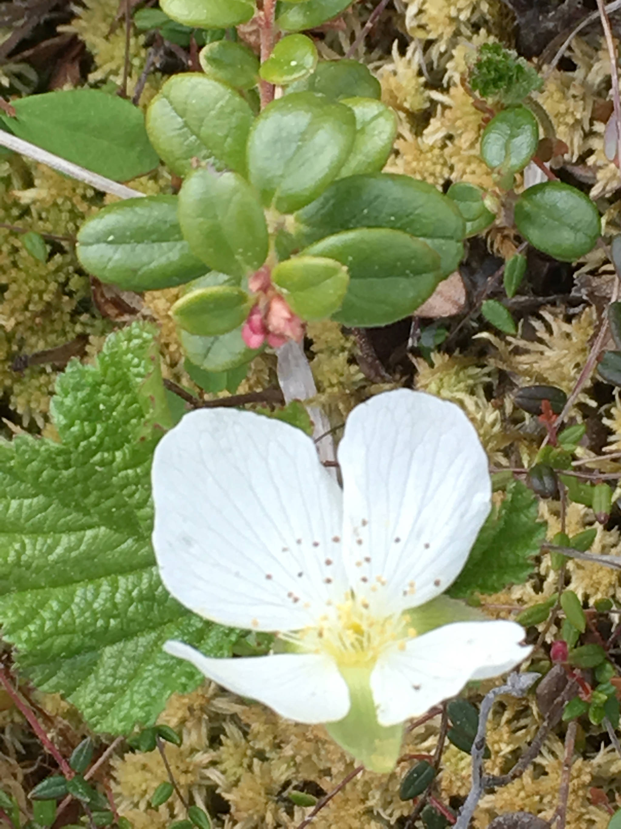 Efforts are underway to see if vegetation such as cloudberry, sphagnum moss and low bush cranberry, common species in Kenai Peninsula peatlands, can be identified by their reflectance with remote-sensing technology. (Photo provided by Kenai National Wildlife Refuge)