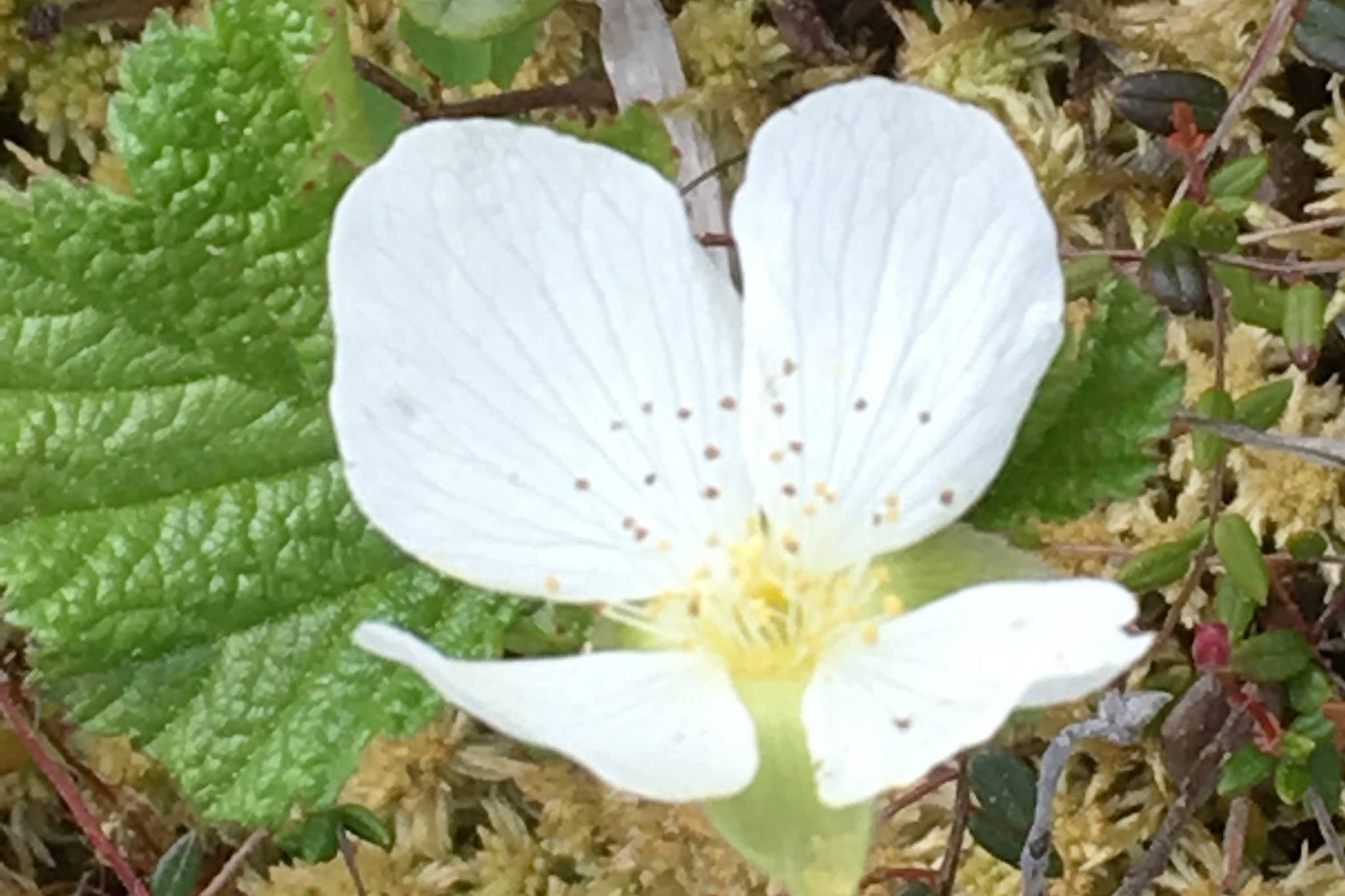 Refuge notebook: Monitoring wetland change on the Kenai