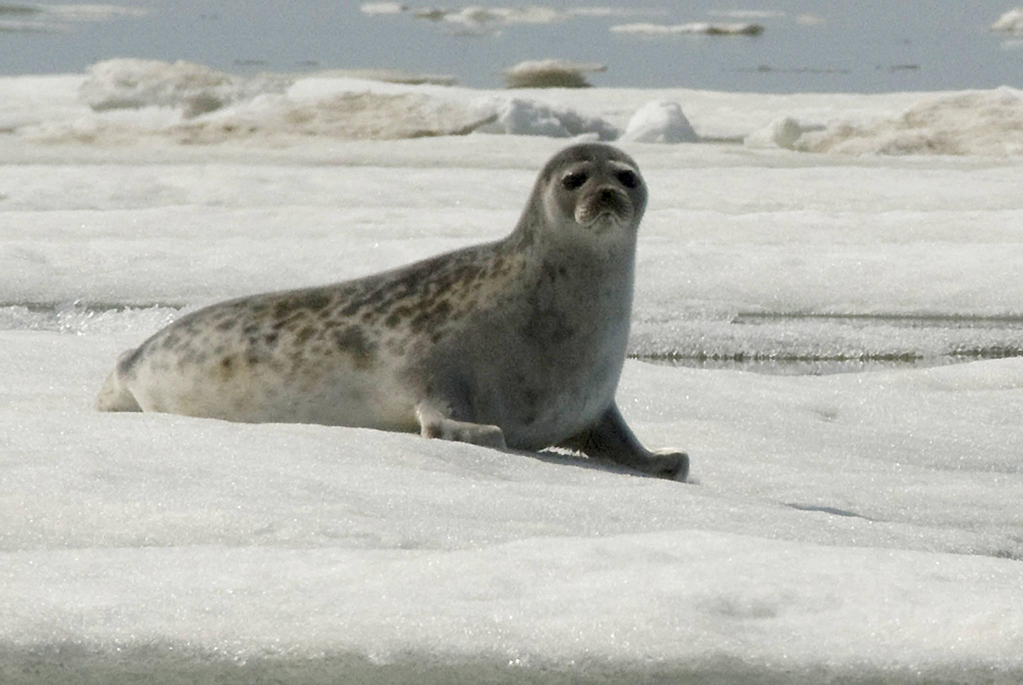 This June 5, 2009 file photo released by National Oceanic and Atmospheric Administration shows an adult ringed seal in Kotzebue, Alaska. An environmental group is suing the federal government for failing to designate critical habitat for two ice seals on the threatened species list. The Center for Biological Diversity sued the National Marine Fisheries Service on Thursday, June 13, 2019, for not designating critical habitat for ringed and bearded seals. (Mike Cameron/NOAA via AP, File)