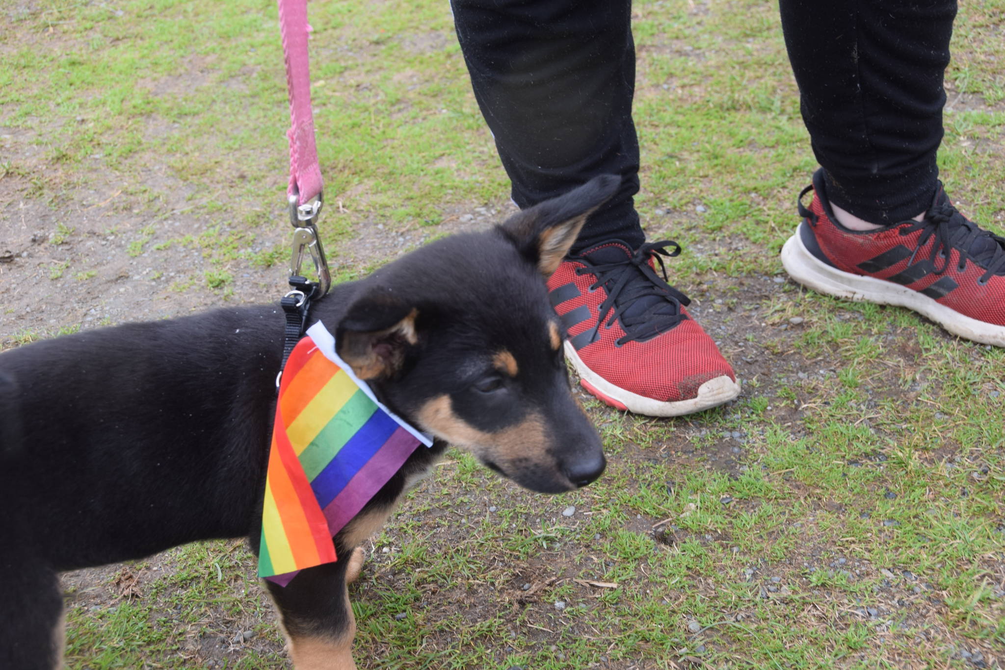 Ryder the puppy shows his pride during the 2019 Soldotna Pride Celebration in Soldotna Creek Park on Saturday, June 15, 2019. (Photo by Brian Mazurek/Peninsula Clarion)