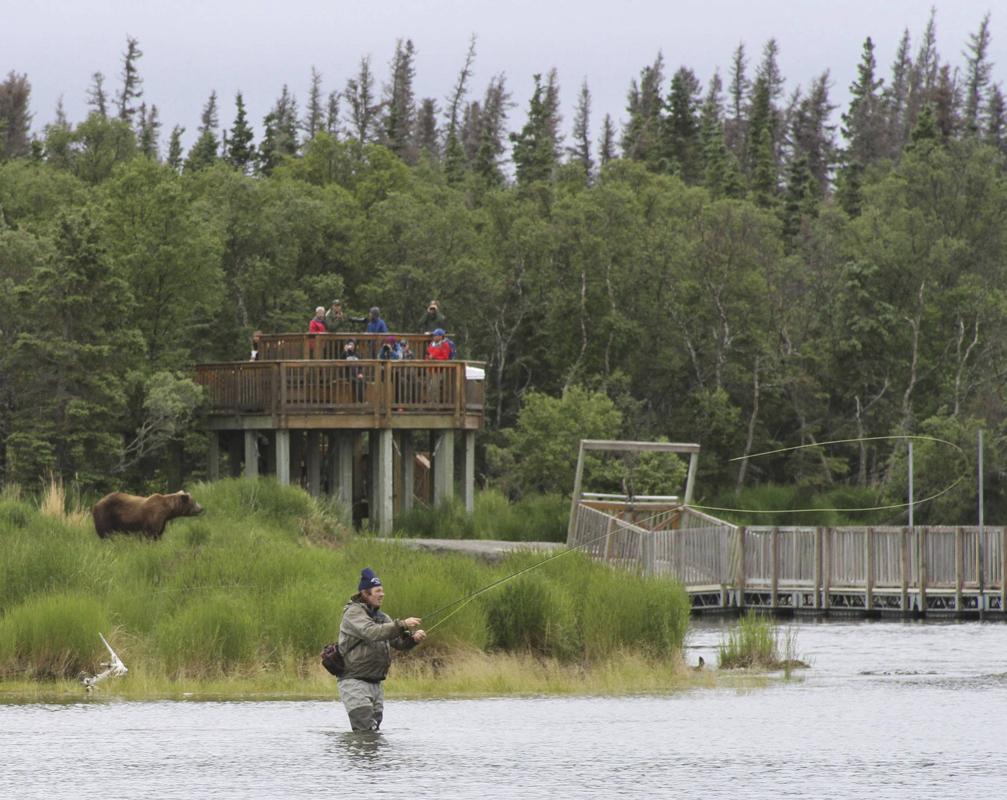 In this July 4, 2013, file photo, a bear walks between a viewing stand and a fisherman in Katmai National Park and Preserve, Alaska. The National Park Service has completed a project to relieve an Alaska traffic jam. A new elevated bridge and boardwalk across the Brooks River in Katmai National Park and Preserve is expected to halt heart-stopping encounters between human pedestrians and brown bears both using the old bridge. (AP File Photo/Mark Thiessen, File)