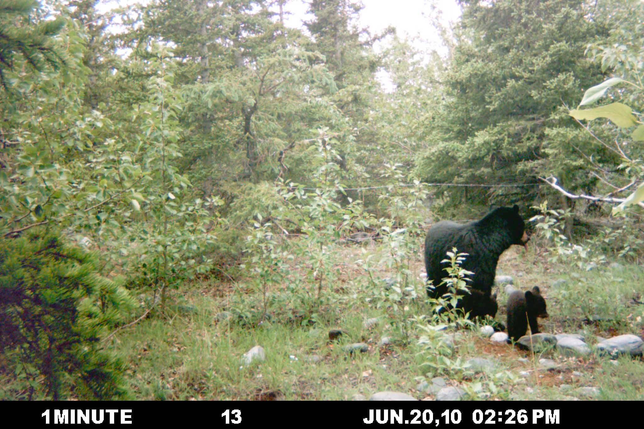 A black bear sow with two cubs leave a barbed-wire exclosure designed to snag their hair. (Photo provided by Kenai National Wildlife Refuge)