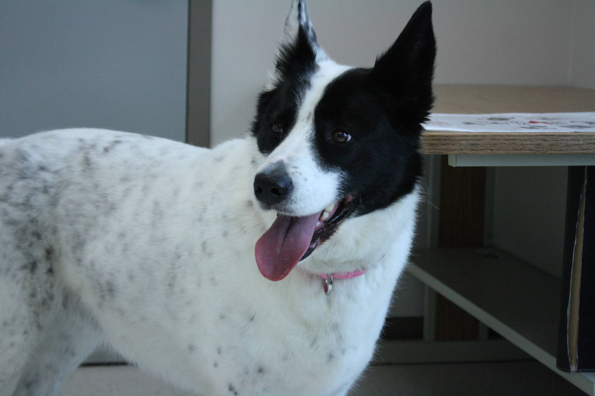Soldotna, Kenai to consolidate animal shelters | Peninsula Clarion Soldotna, Kenai to consolidate animal shelters | Peninsula Clarion