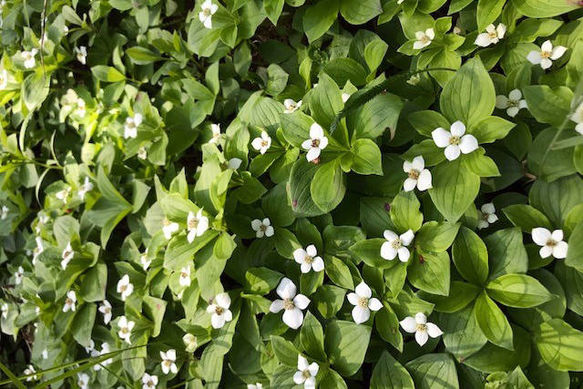 The white “petals” of bunchberry are really modified bracts that attract pollinators. (Photo provided by Kenai National Wildlife Refuge)