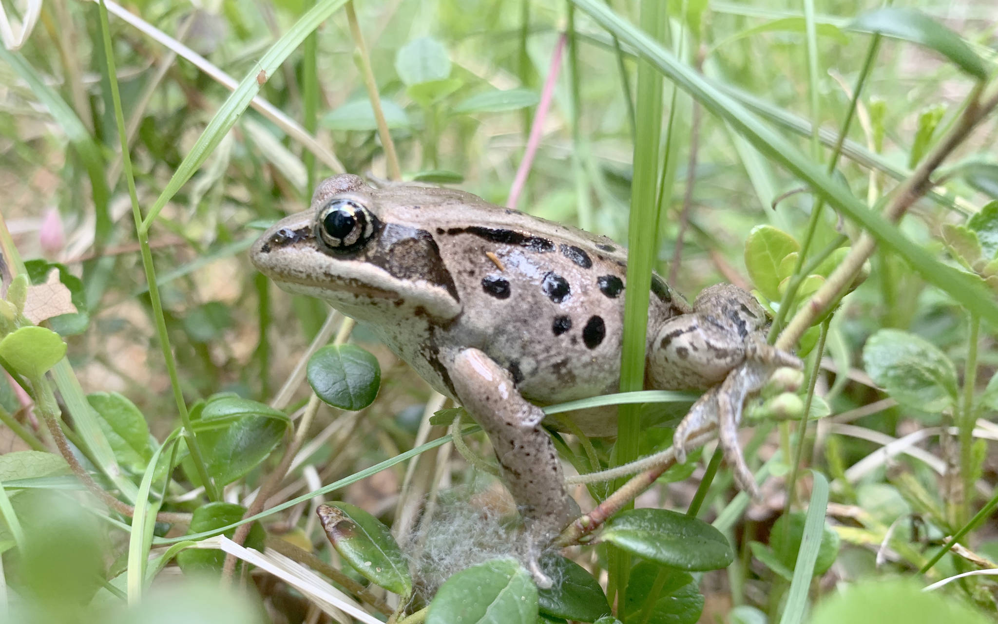Wood frogs have antifreeze in their blood that allows survival in below-freezing temperatures in winter. (Photo by Colin Canterbury/Kenai National Wildlife Refuge)