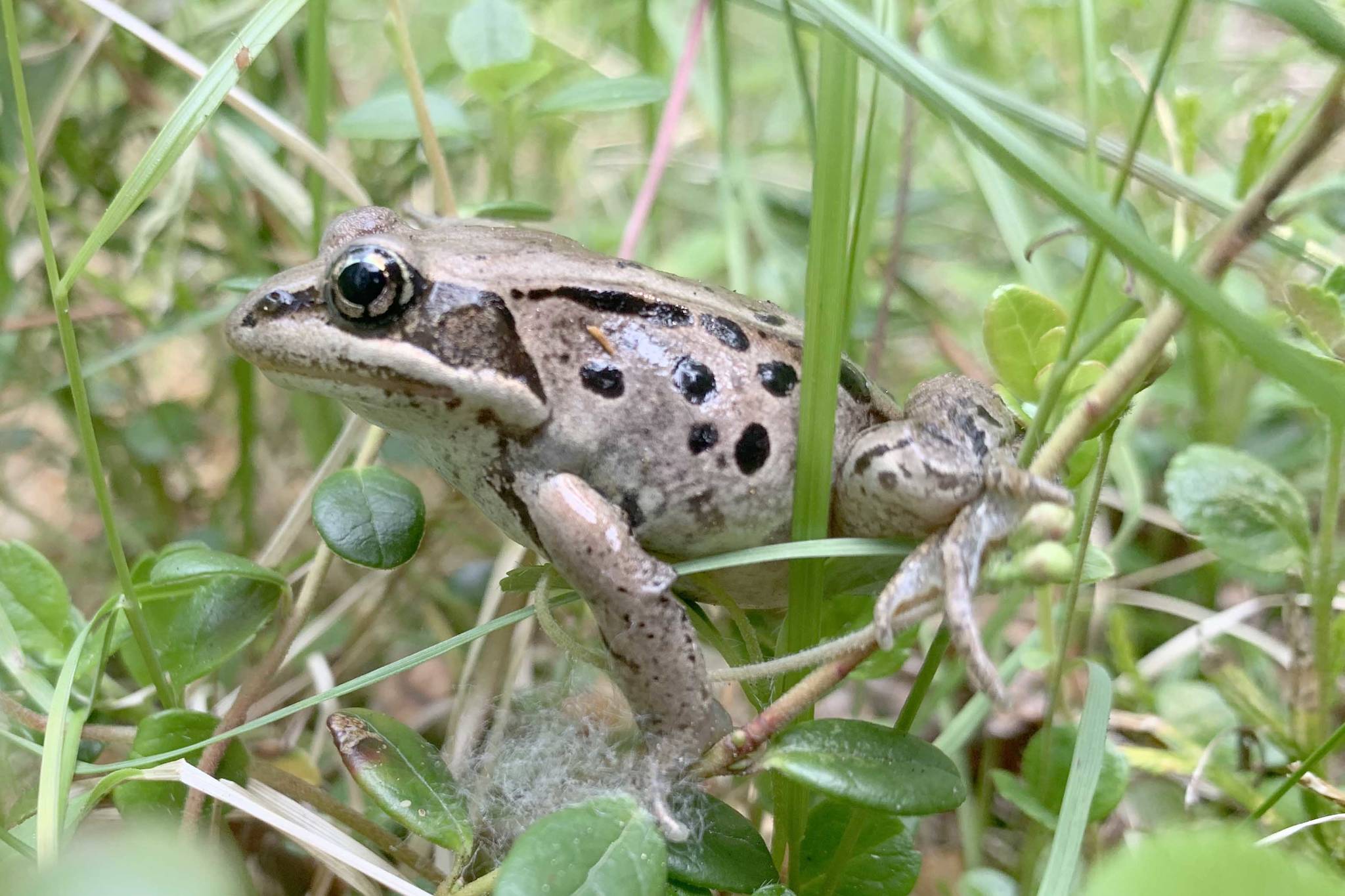 What costs wood frogs an arm and a leg?