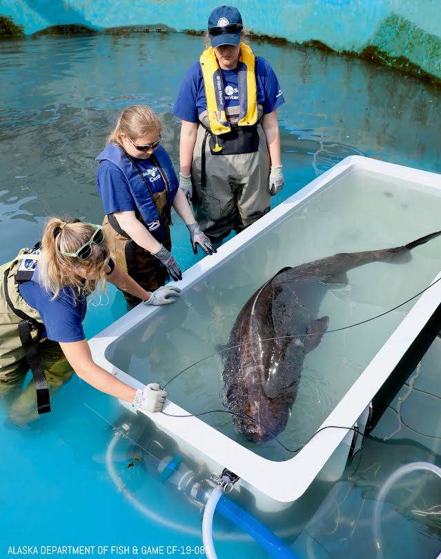 A Pacific sleeper shark is being held at the Alaska SeaLife Center while a research team studies the bottom-dwelling fish, in Seward, Alaska, Monday, July 8, 2019. (Photo courtesy of the Alaska SeaLife Center, Seward, Alaska)