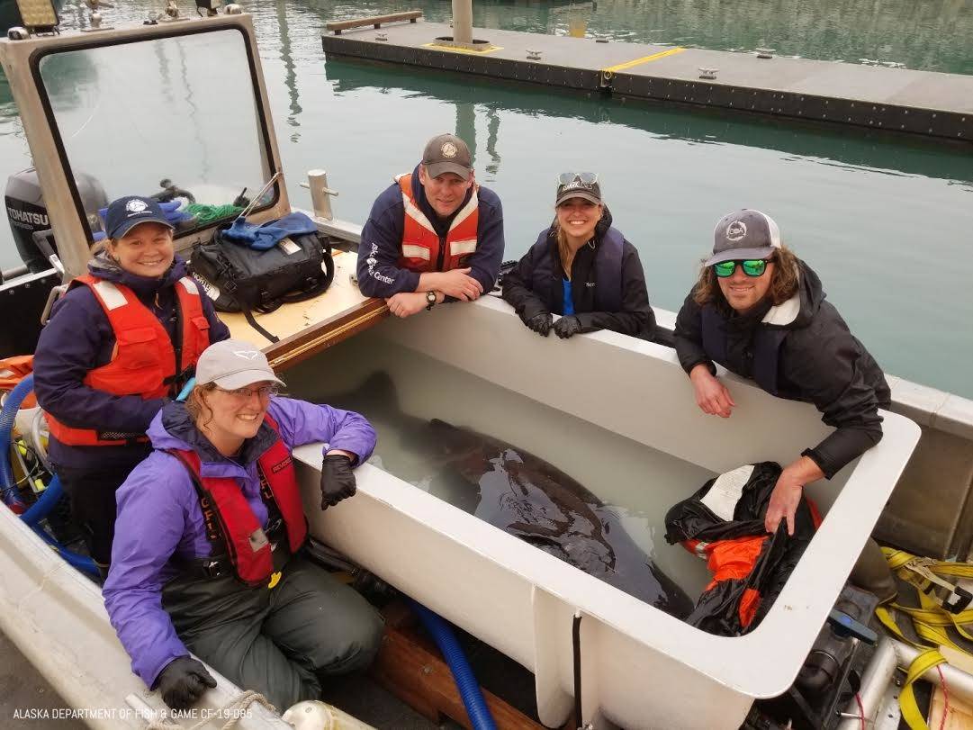 Scientists captured a Pacific sleeper shark to conduct studies and research on the bottom-dwelling fish on Monday, July 8, 2019, in Seward, Alaska. (Photo courtesy of the Alaska SeaLife Center, Seward, Alaska)