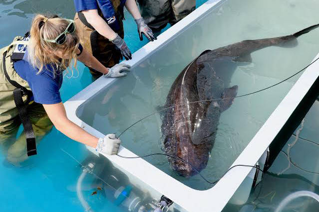 A Pacific sleeper shark is being held at the Alaska SeaLife Center while a research team studies the bottom-dwelling fish, in Seward , Monday. (Photo courtesy of the Alaska SeaLife Center, Seward, Alaska)