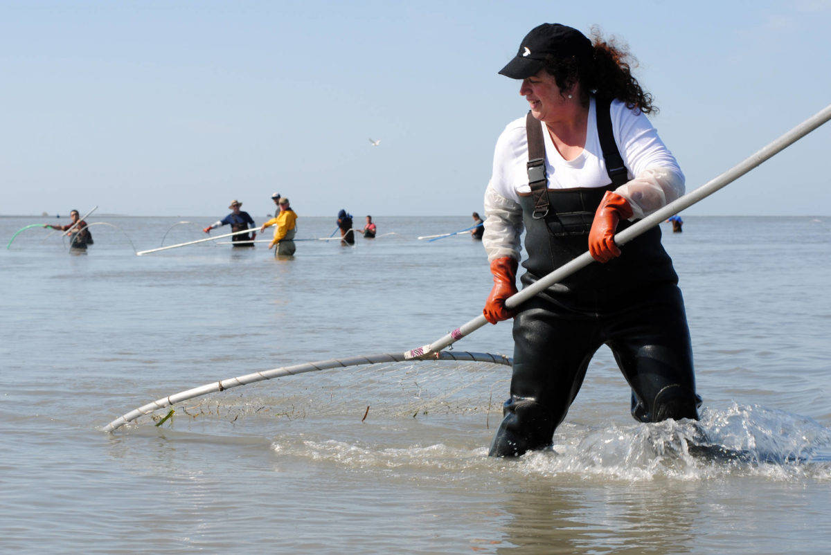 Photo by Kat Sorensen/Peninsula Clarion                                Annie Cromwell of Anchorage brings in a sockeye salmon while dipnetting on the north beach in Kenai in June 2017.